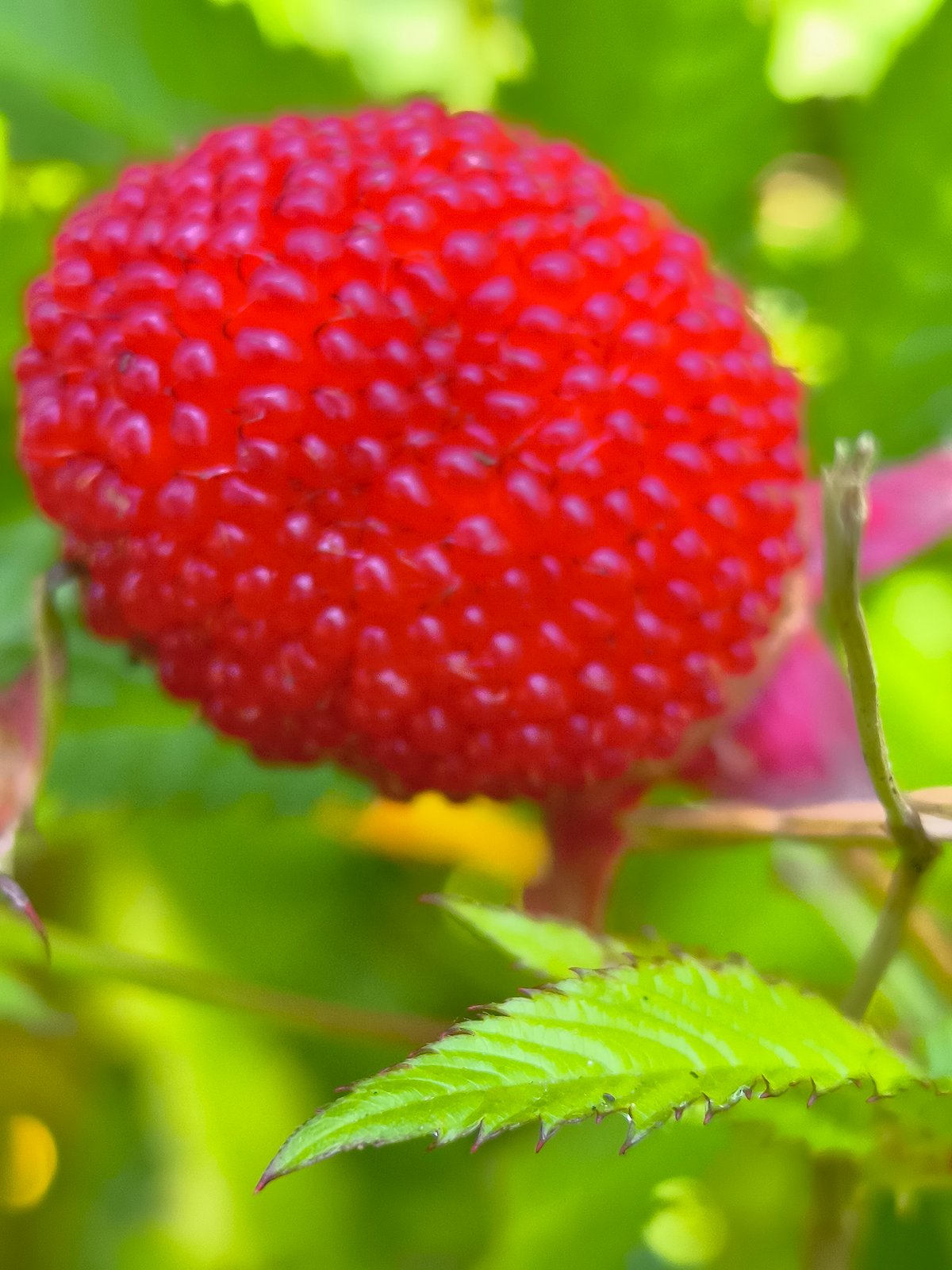 Macro shots of garden flowers and wild berries in rural Lithuania
