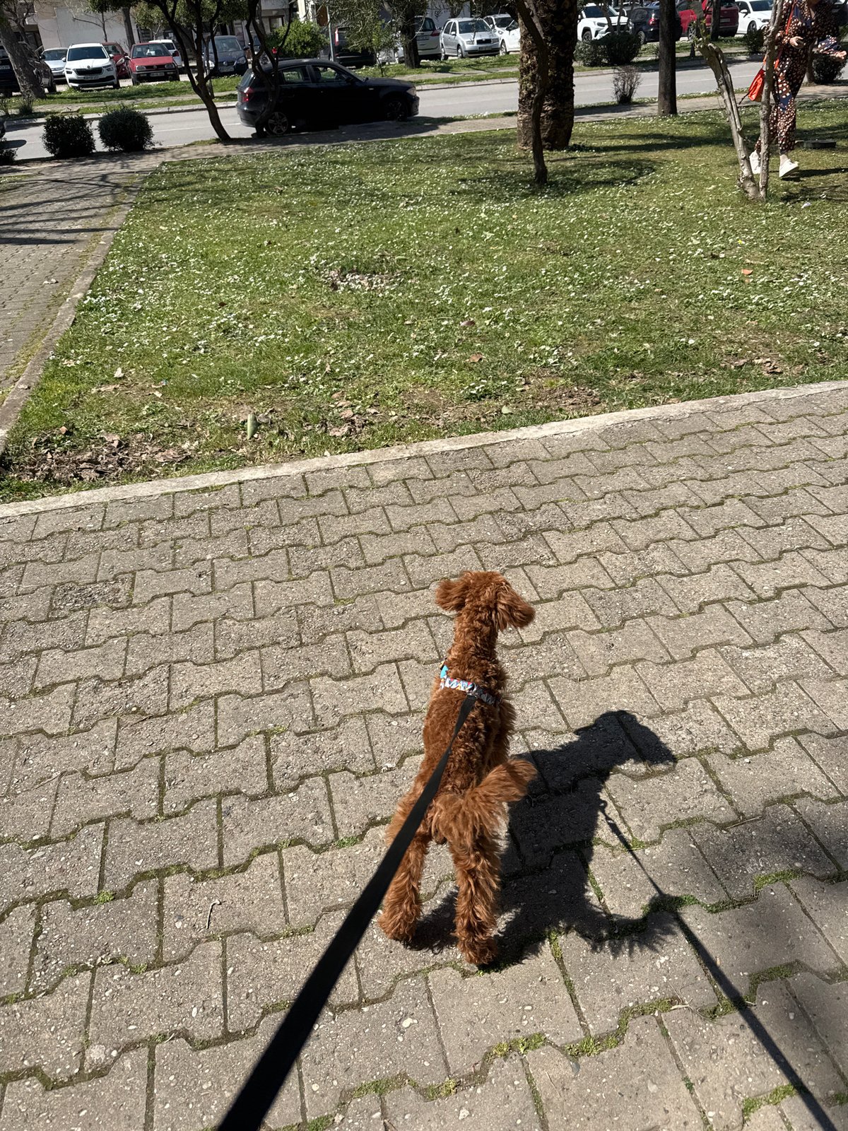 Dog walker enjoys sunny day in Bar residential neighborhood