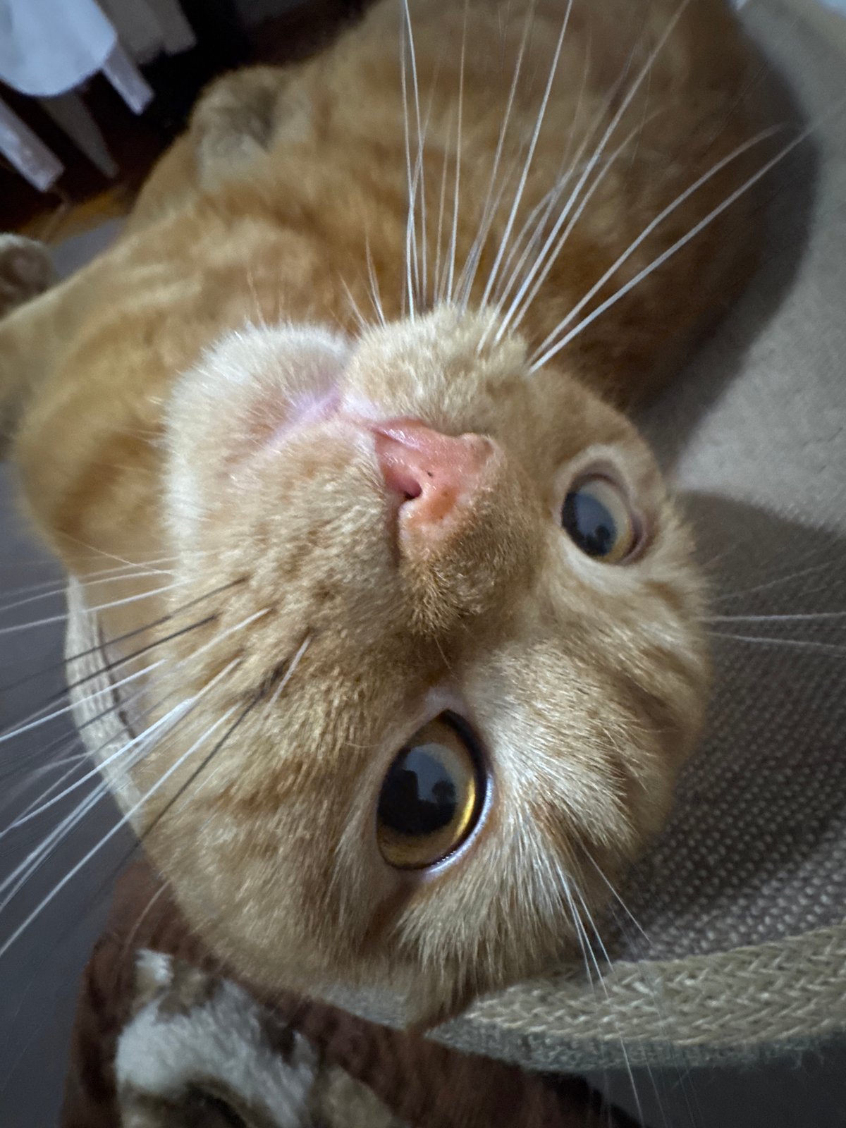 Ginger cat photographed with surprised expression in Sofia