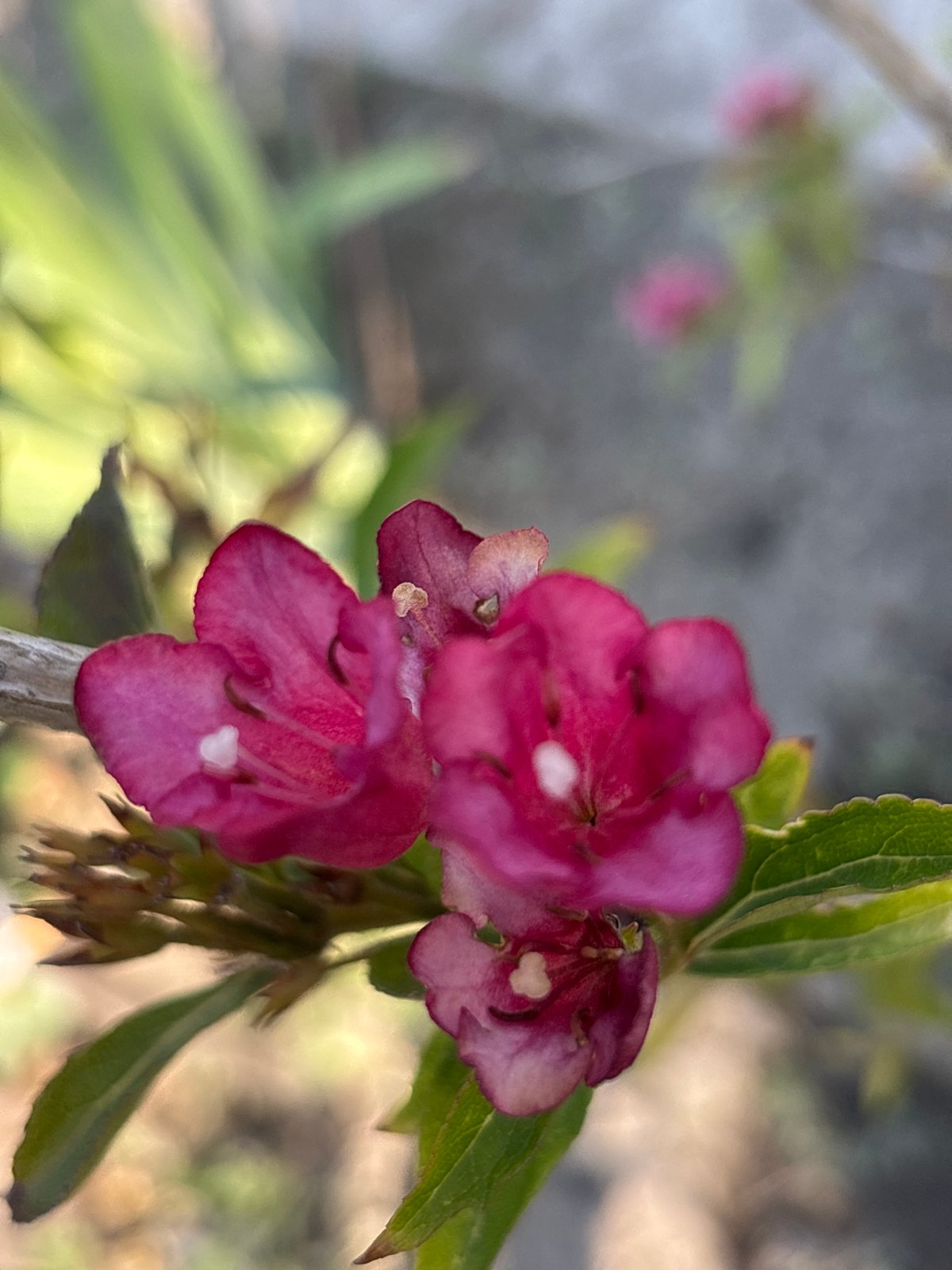 Close-up garden florals in Taraz, Kazakhstan