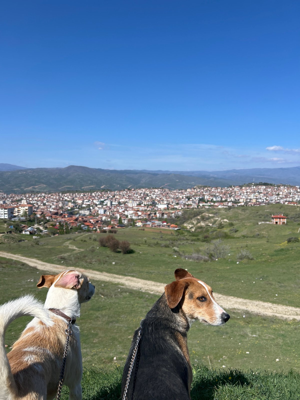 Dogs and springtime scenery observed in mountainous valley town