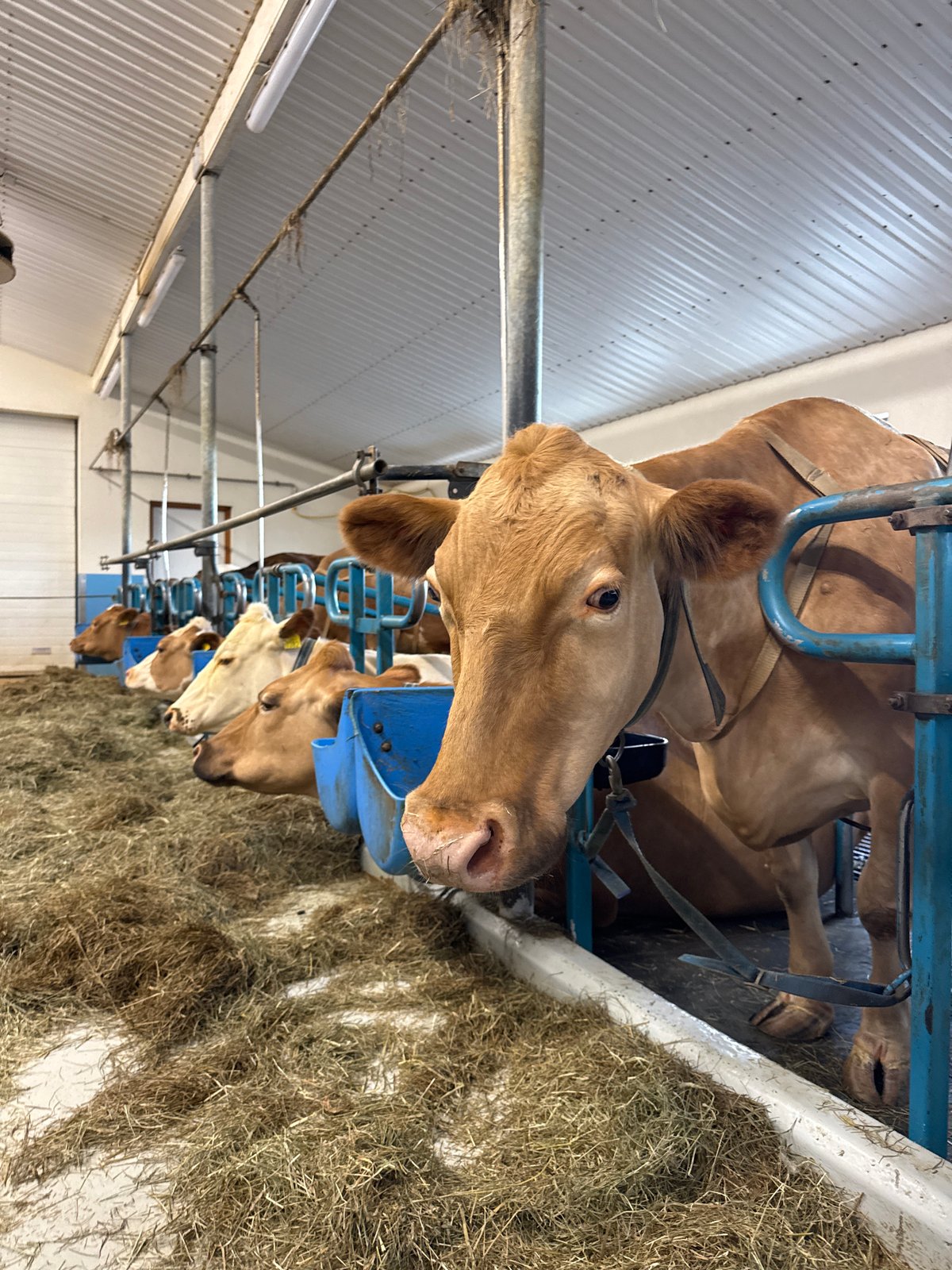 Iceland dairy farm and restaurant documented during evening visit