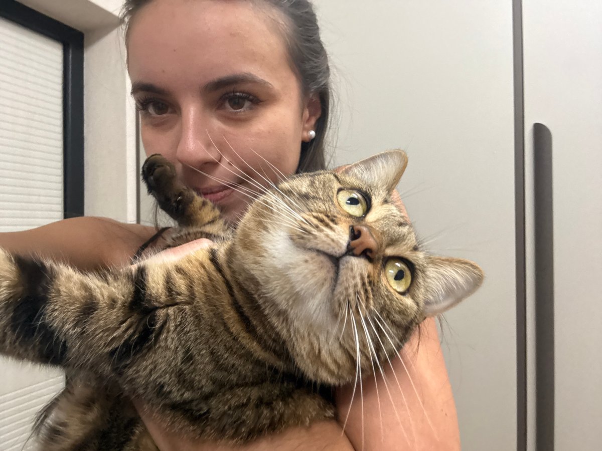 A tabby cat photographed from every angle at home