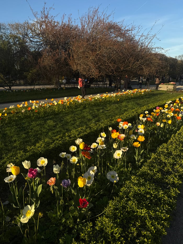 Parisian gardens documented under clear skies during late afternoon
