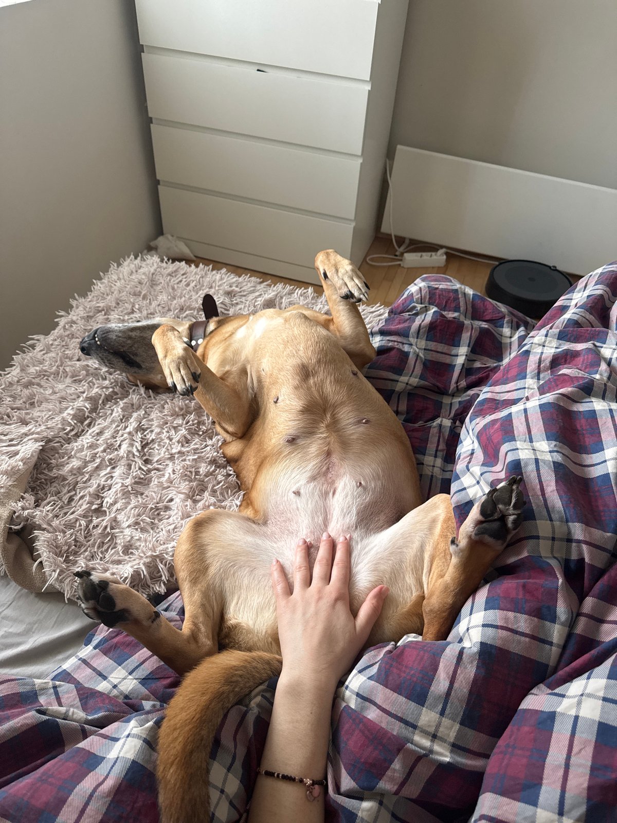 Dog enjoys morning belly rubs in Sofia bedroom