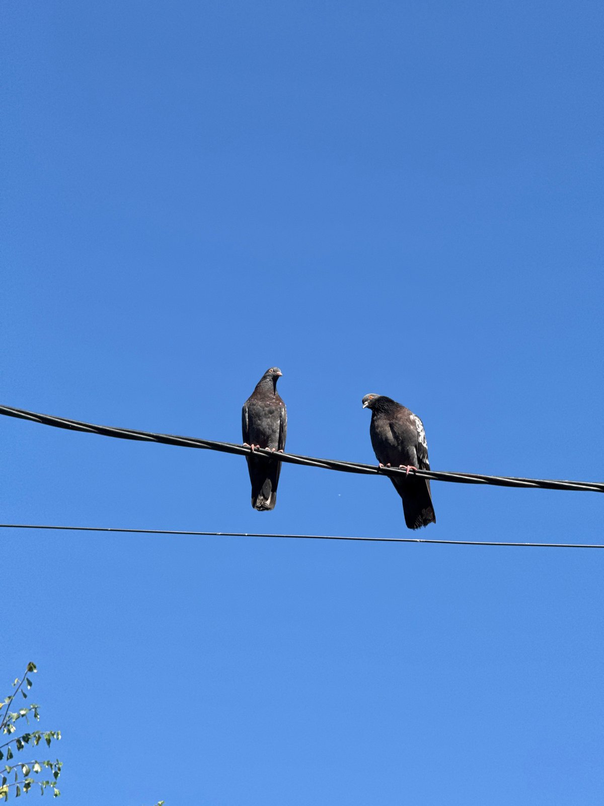 Summer morning snapshots of Odesa streets, gardens, and wildlife