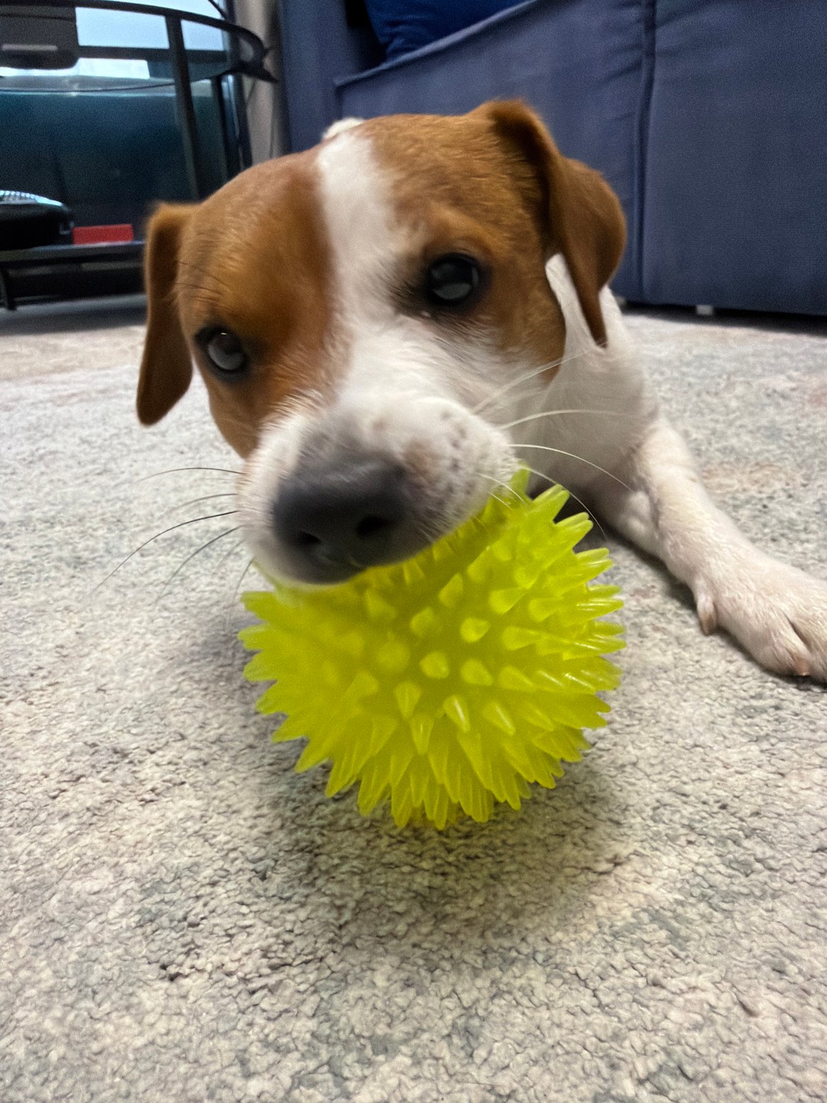 Jack Russell Terrier's lazy Moscow morning, ball and all