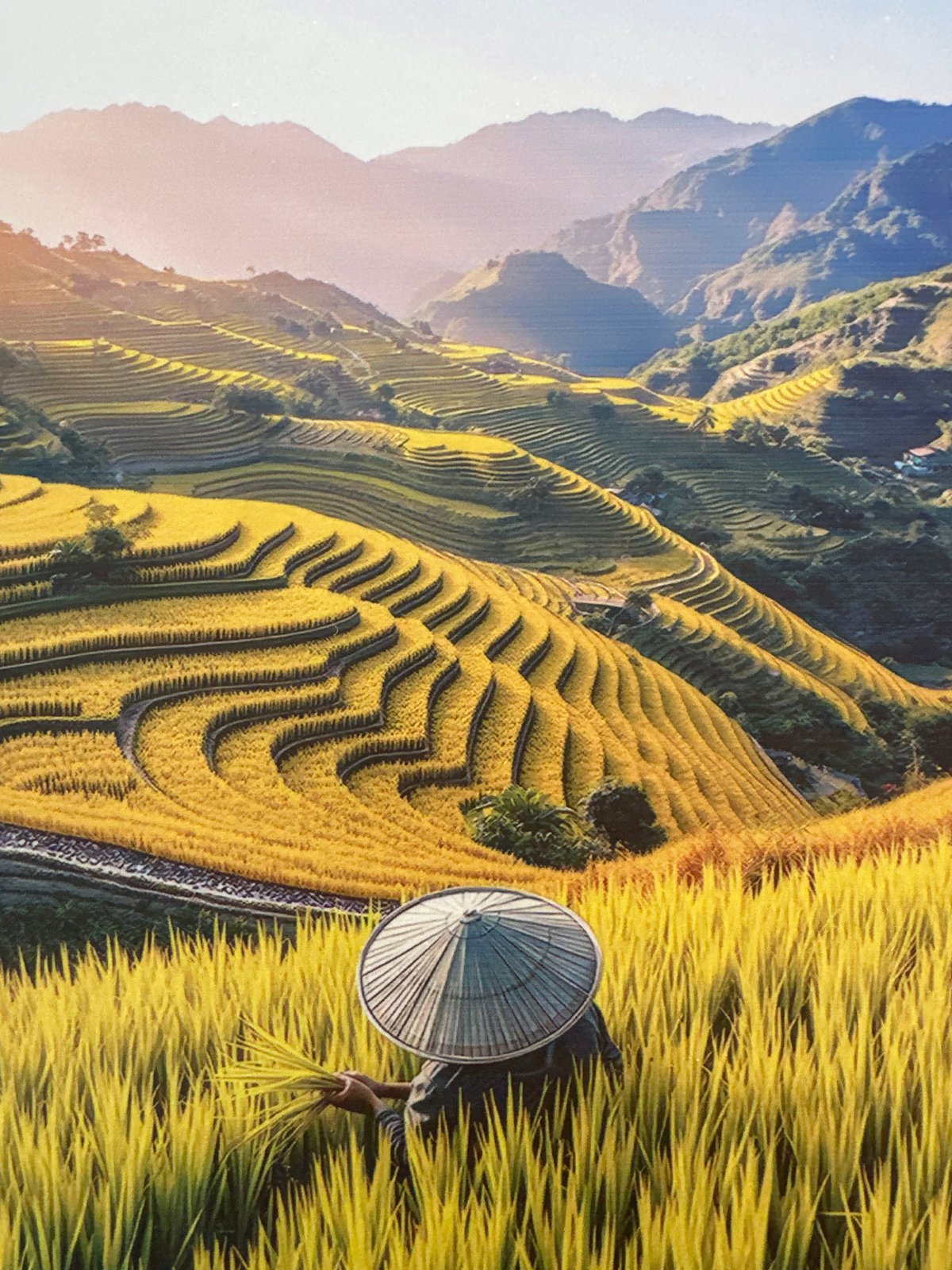 Rice harvest documented in Vietnamese village terraced fields