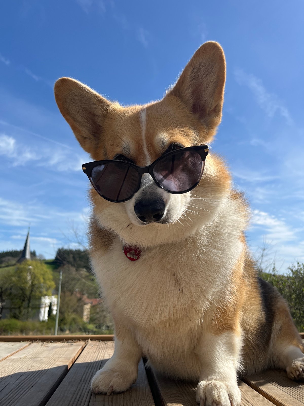 Child and muddy Corgi play outdoors in German garden