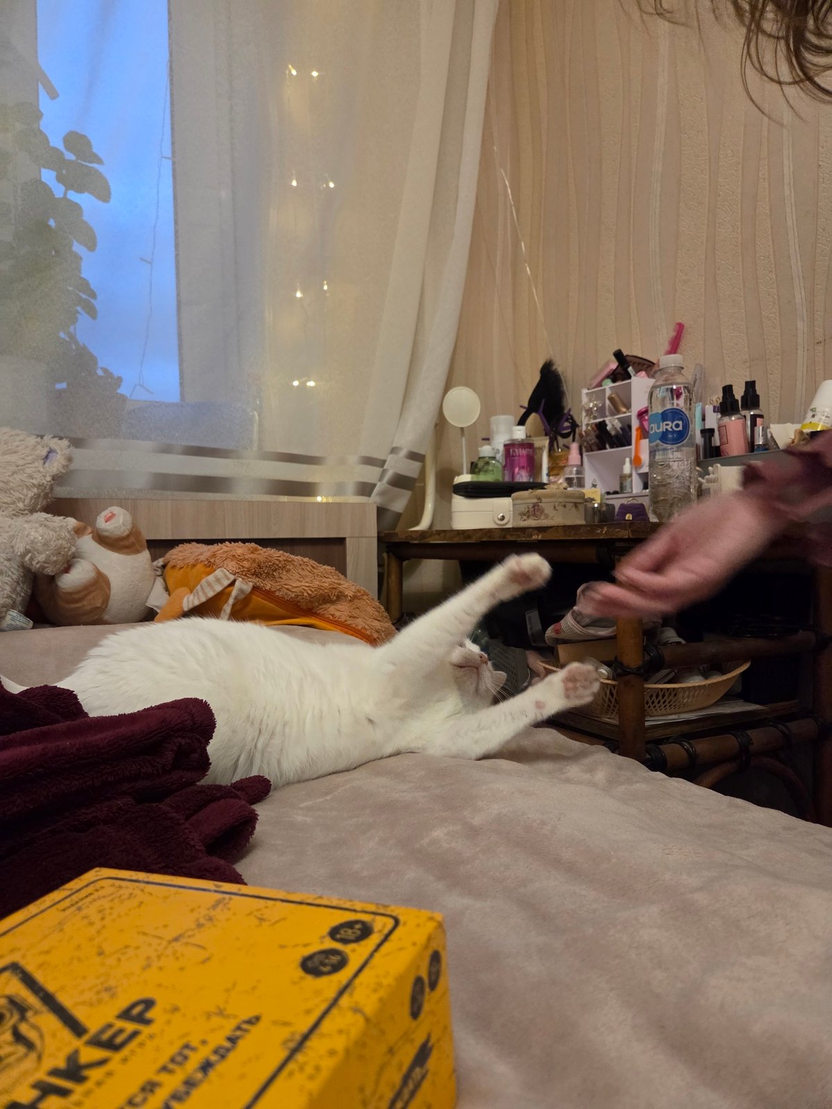 Quiet afternoon documented through pets, tattoos, and home details