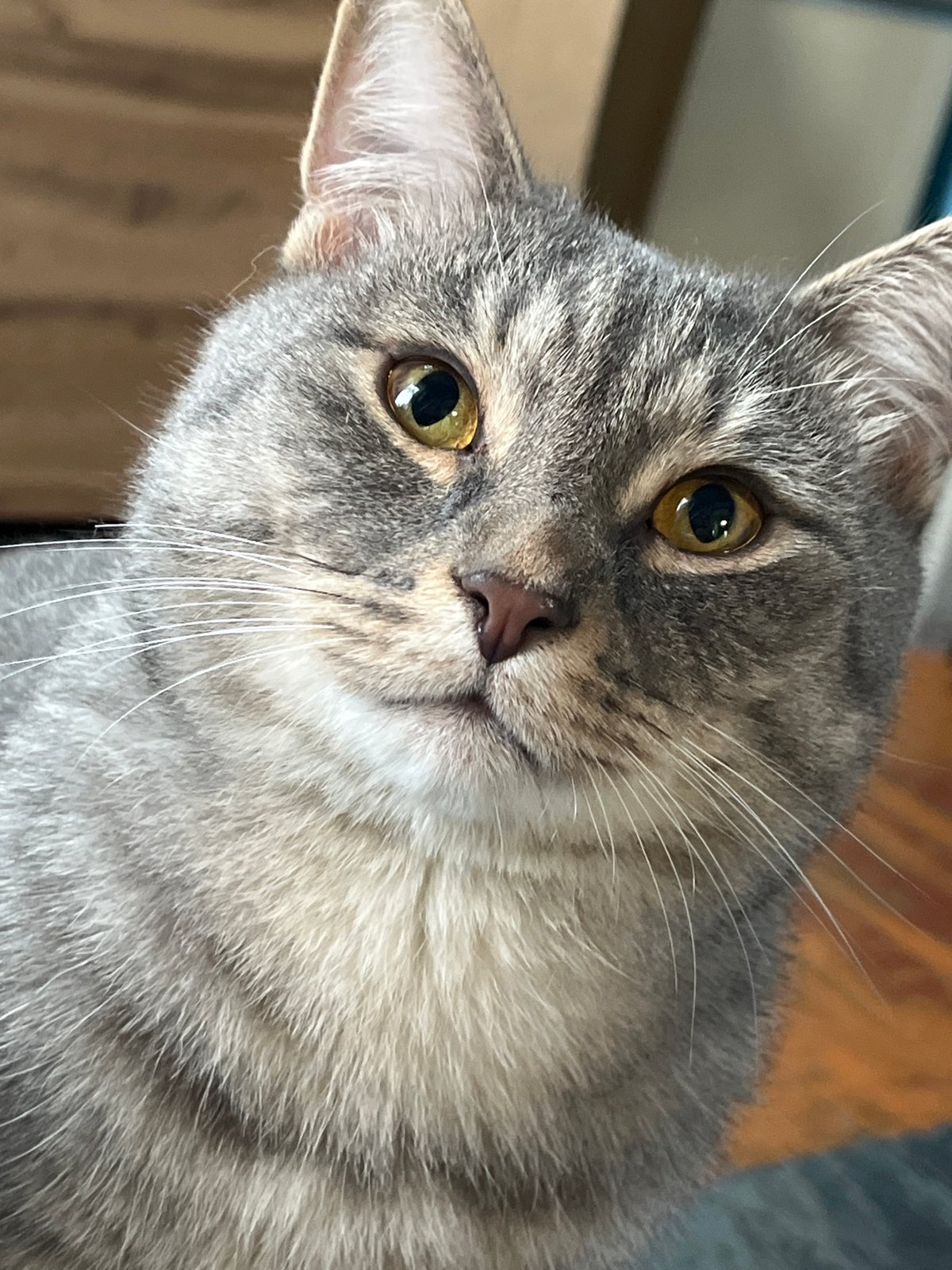 Dogs, a cat, and lunch at a Nizhny Tagil home