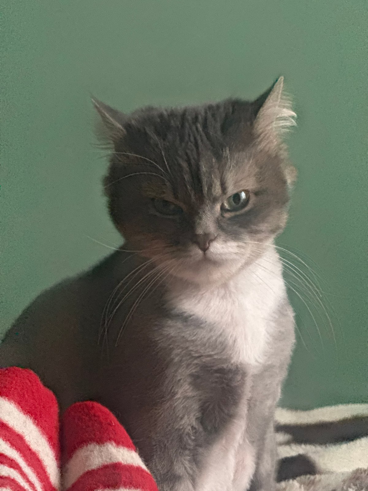 Moscow residents document quiet pet moments during morning hours