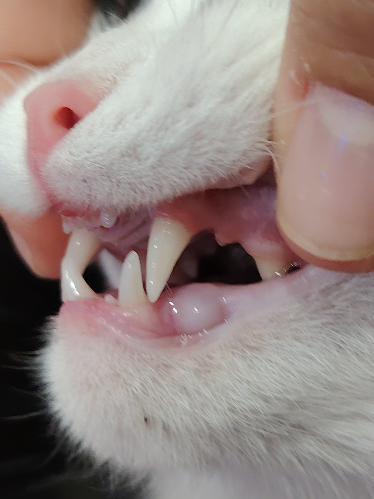 Cats rest and play indoors during afternoon hours
