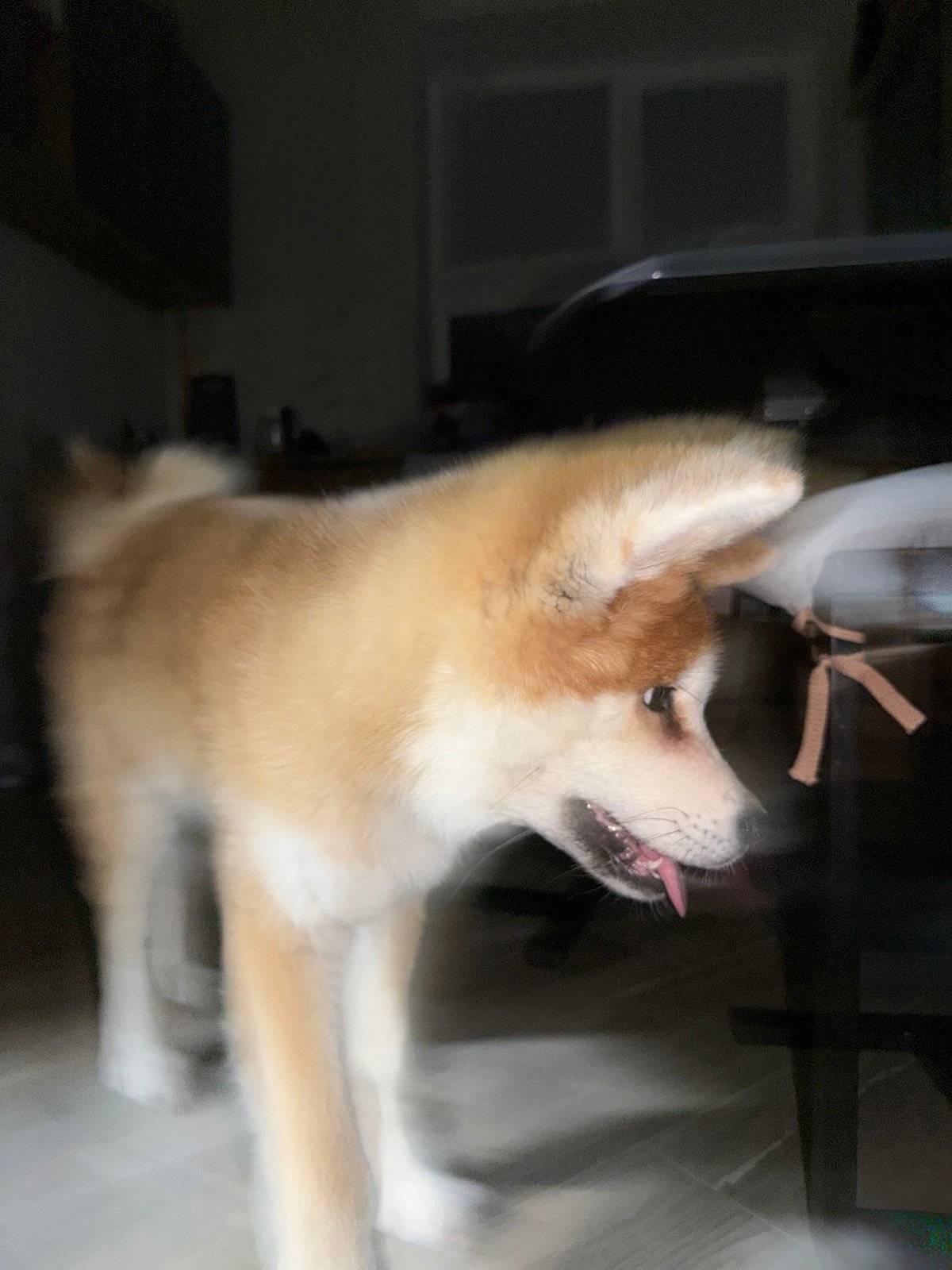 Akita dog explores furniture in Chaikovsky home