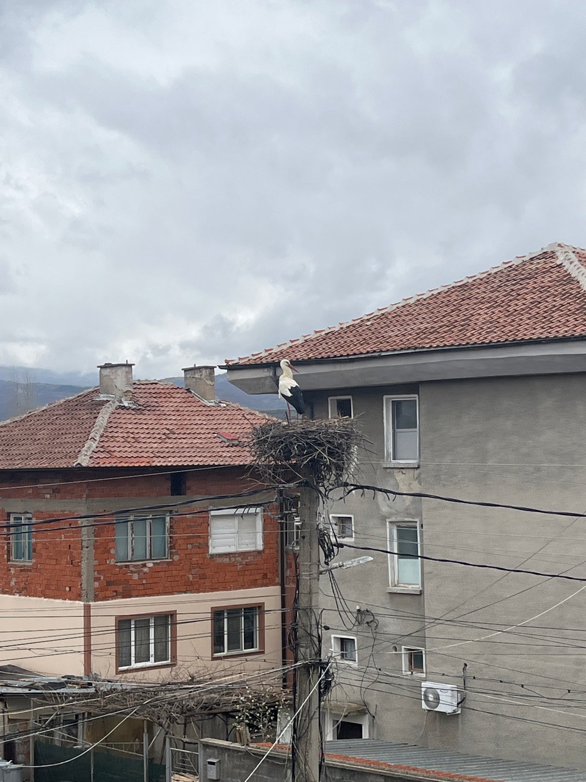 White stork spotted nesting on utility pole in Bulgaria
