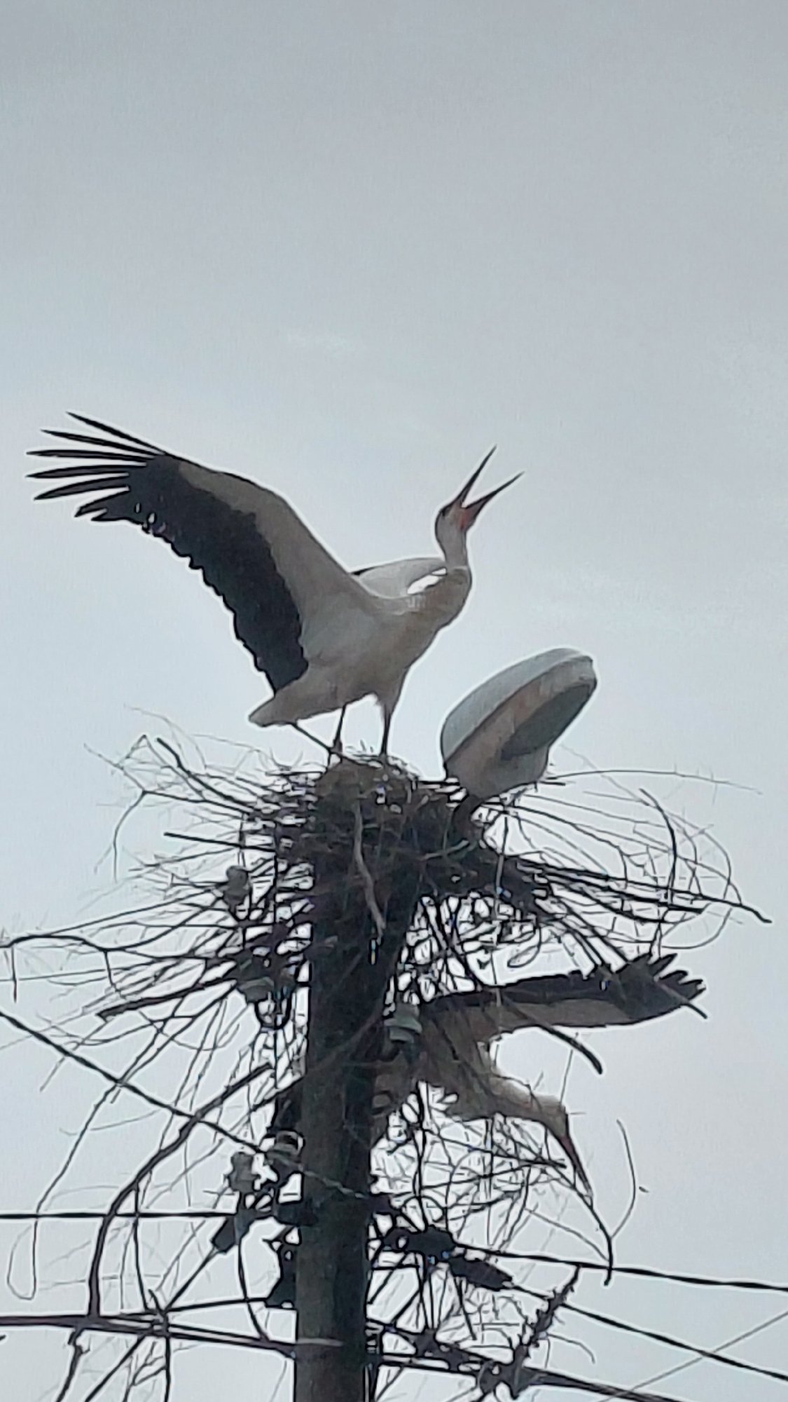 Morning observations capture urban stork flight, protein bar products