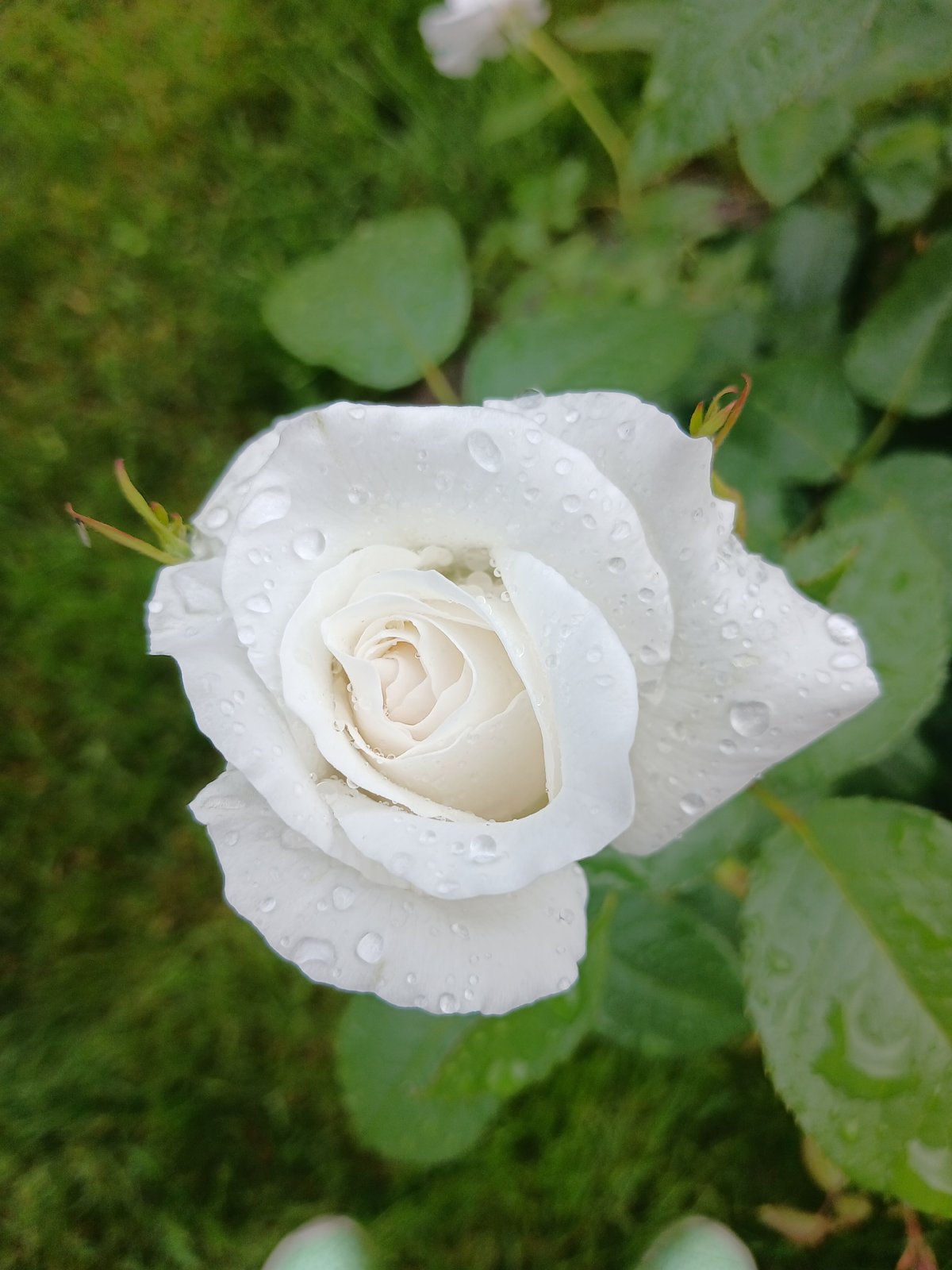 Post-rain garden in Aksin'ino, roses and a Samoyed
