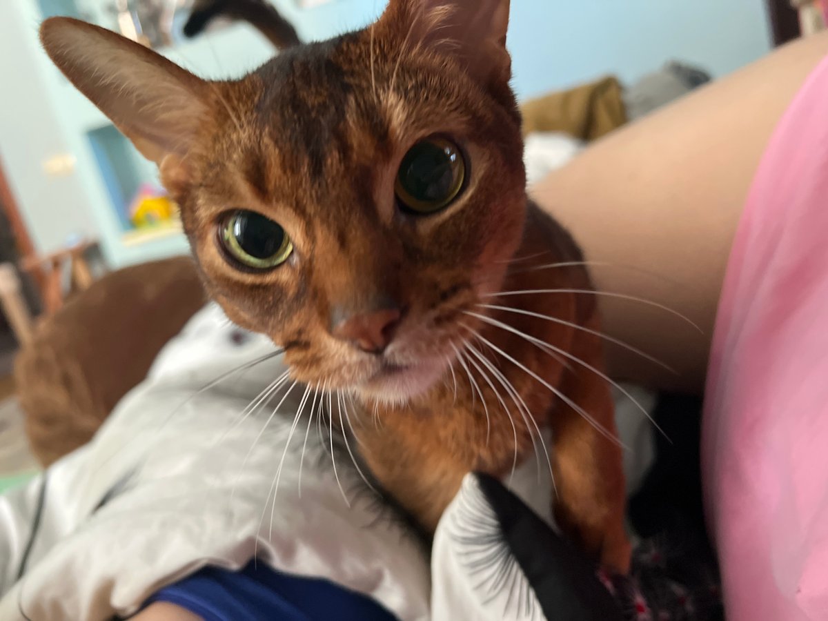 Pet owner documents afternoon with Abyssinian cat and chameleon