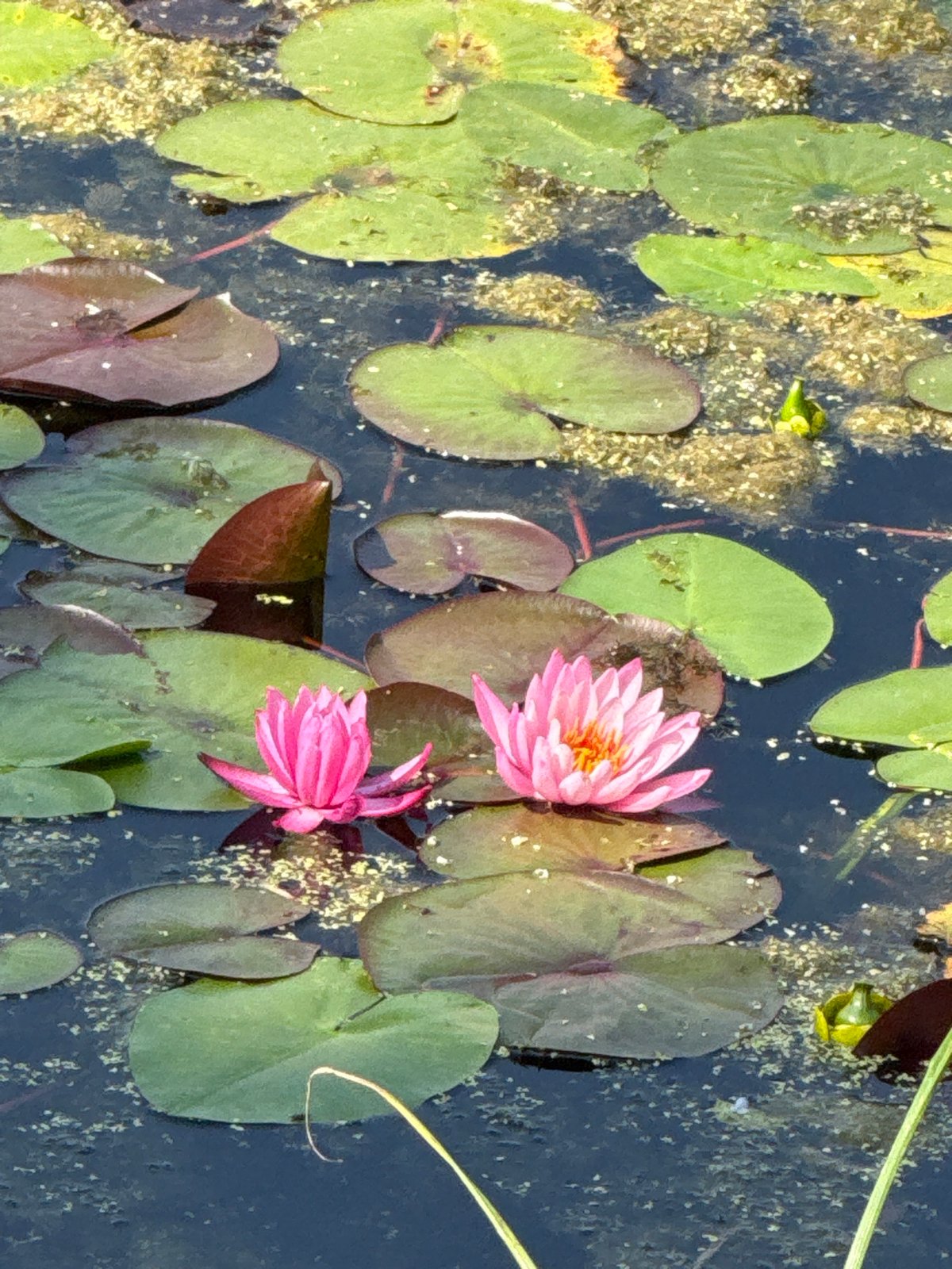 Quiet morning in a Moscow park: birds, ponds, and Segways
