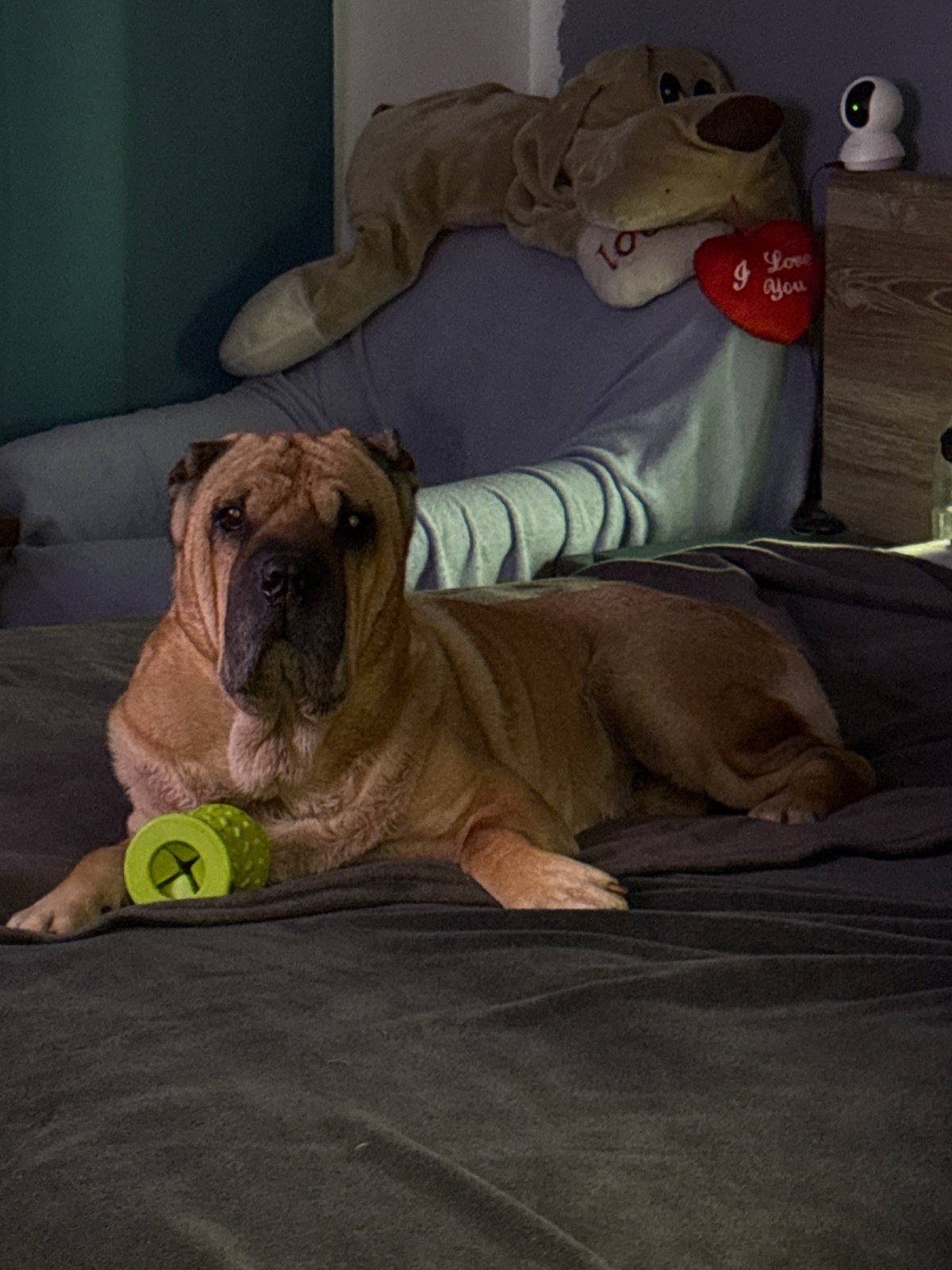 Dogs photographed resting indoors in Varna, Bulgaria