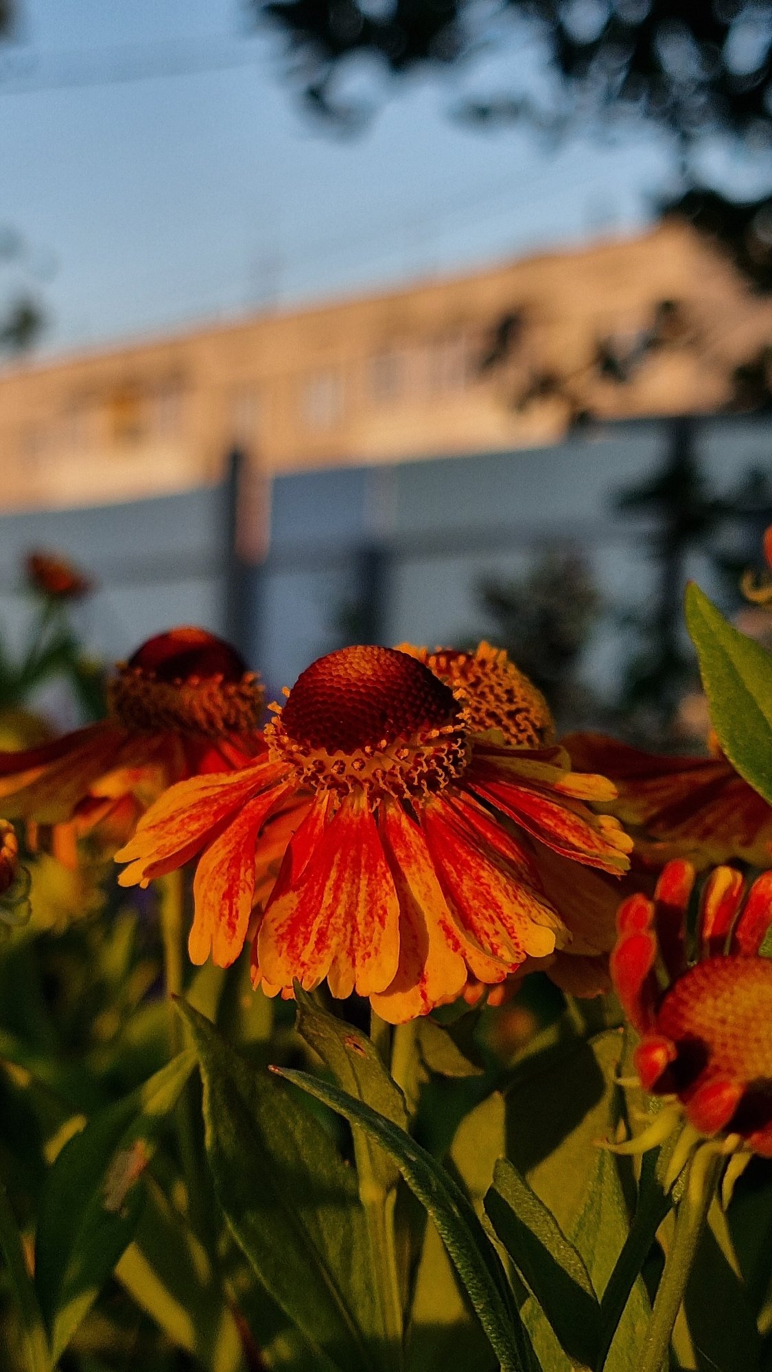 Bees, blooms, and a summer sunset in Vysokoe