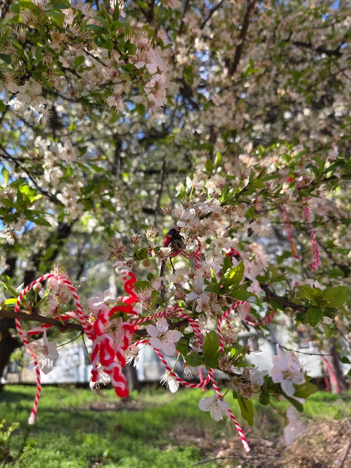 Spring blossoms adorned with martenitsi attract bee in Pleven