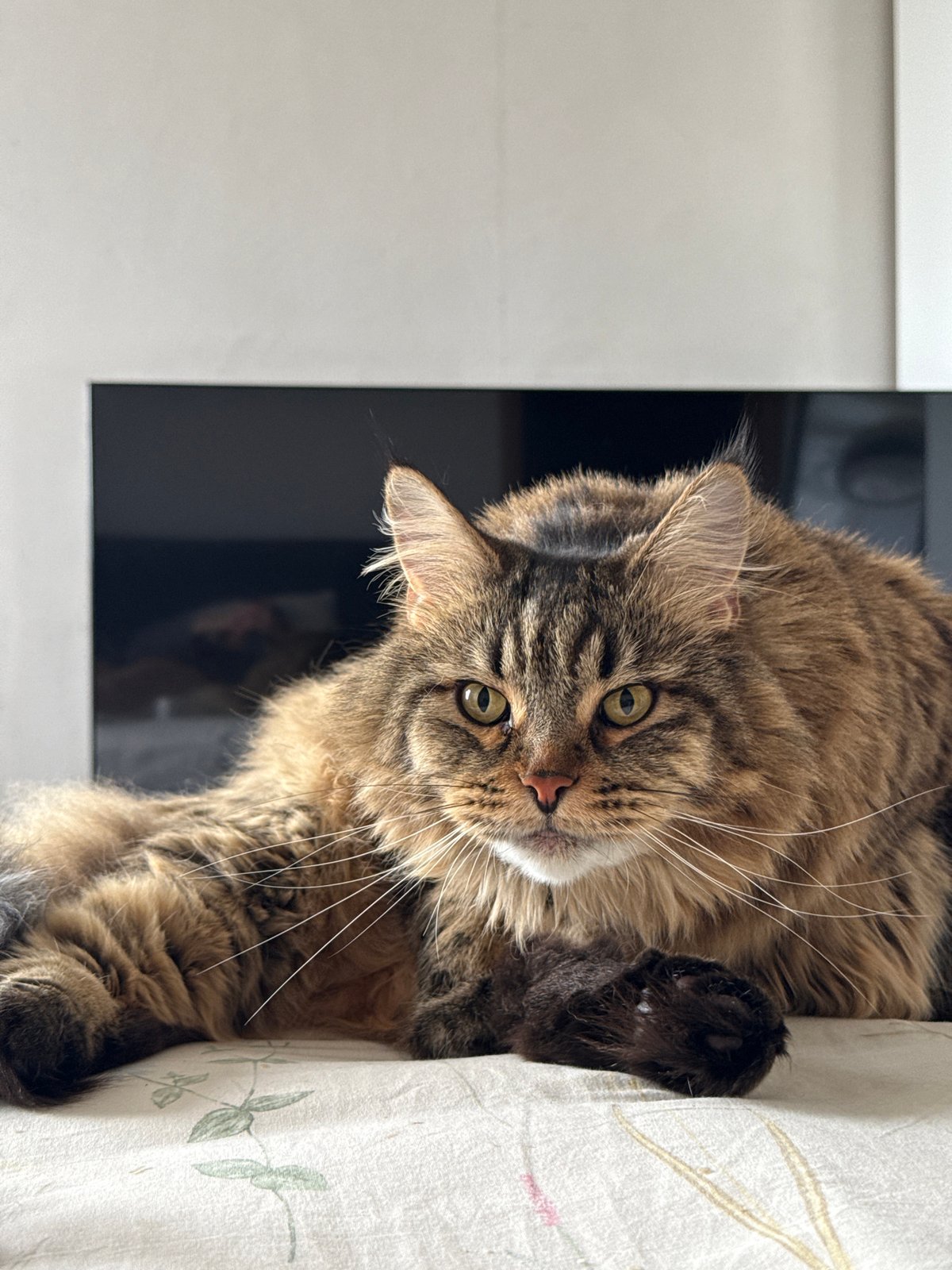 Lazy morning in bed with a fluffy tabby in Izhevsk