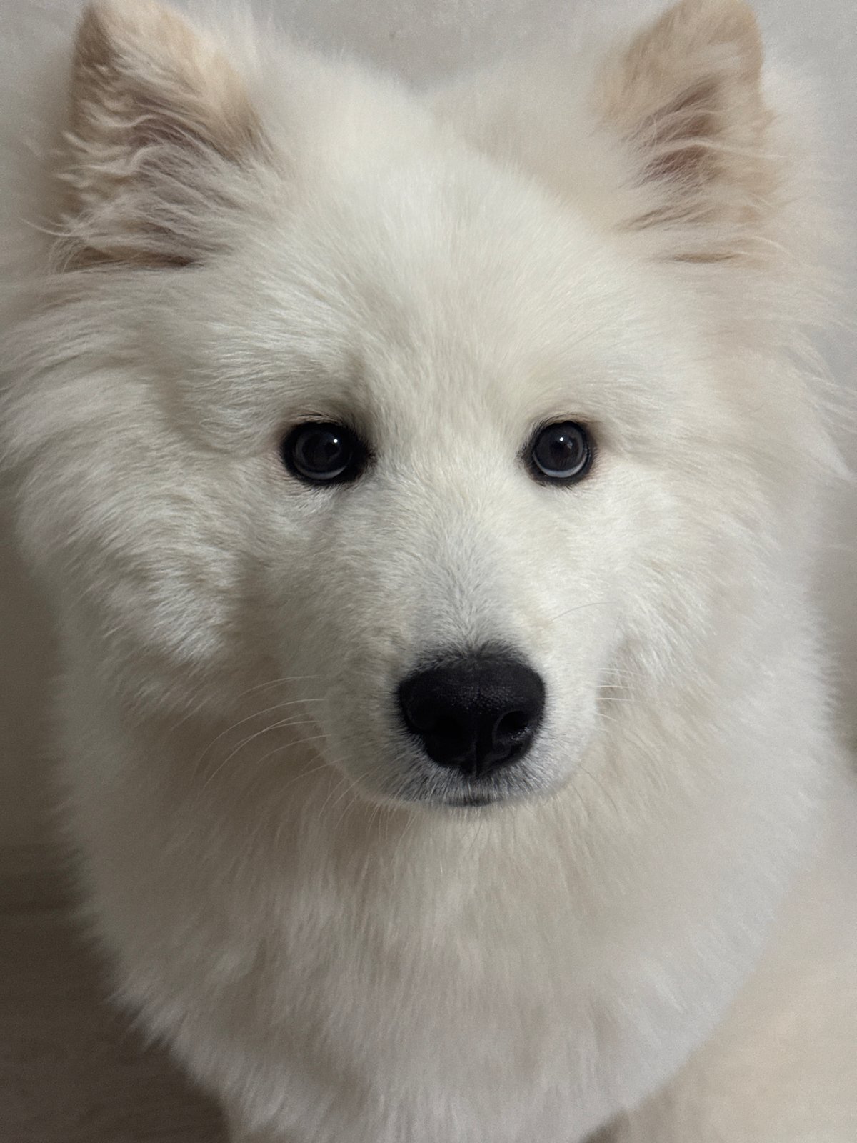 Woman enjoys early morning moments with Samoyed dog in Russia
