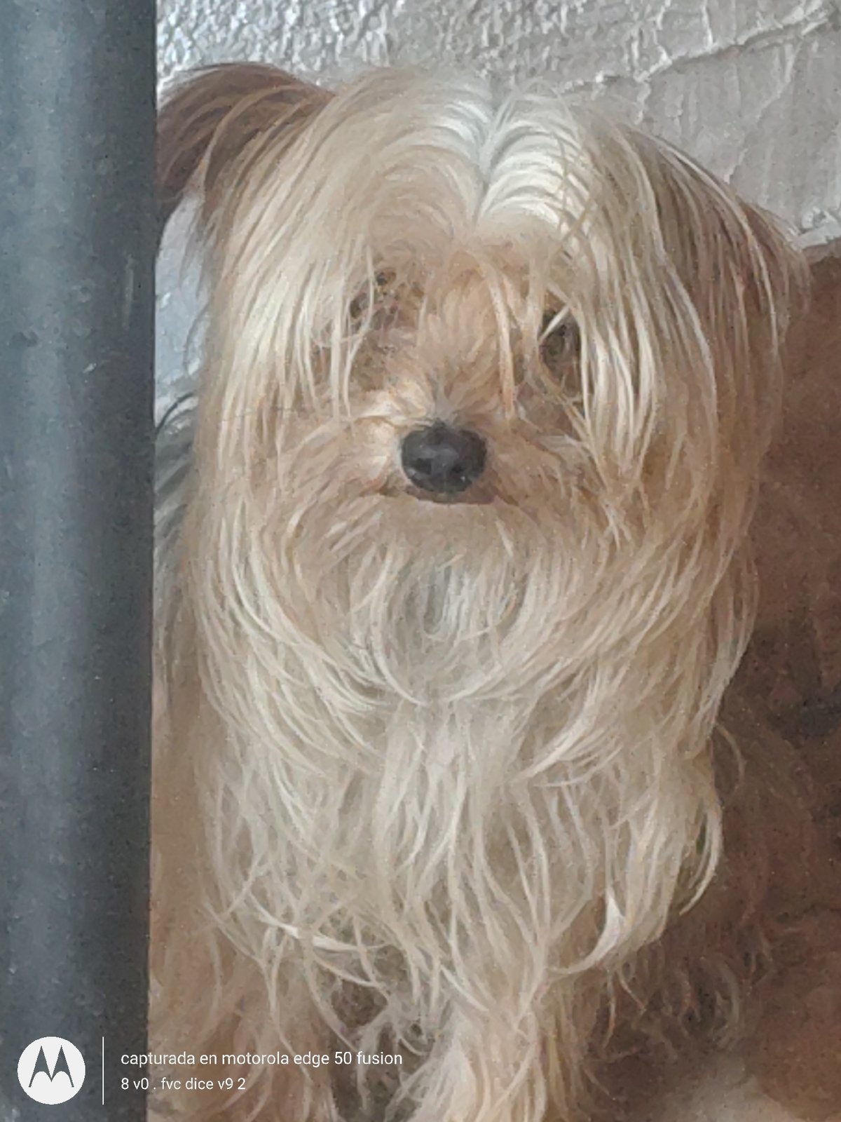 Small fluffy dog rests in Arica, Chile