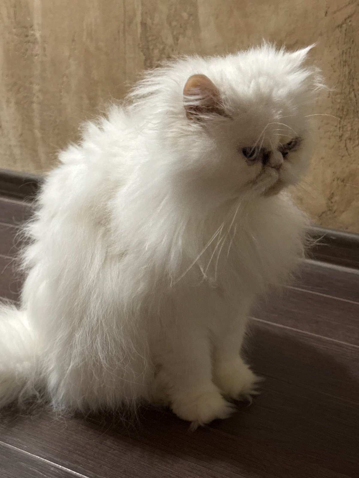 White Persian cat photographed in various poses in Burgas