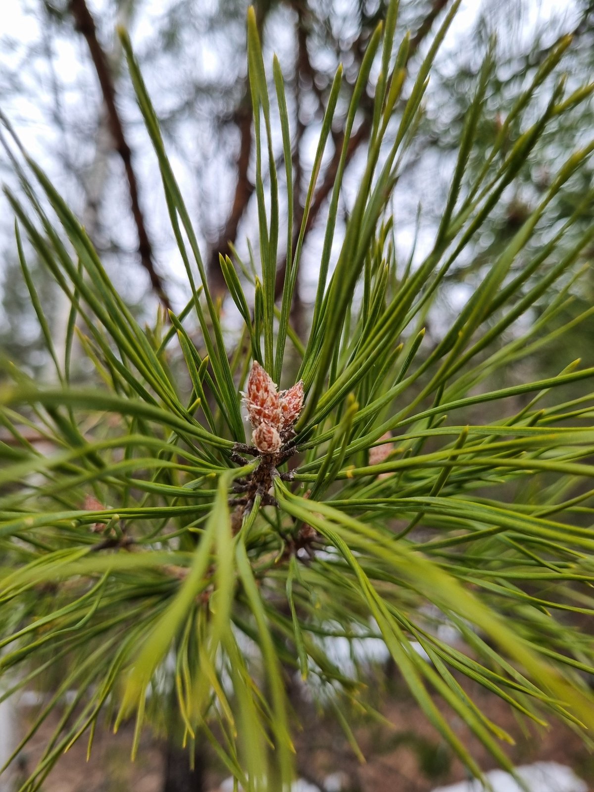 Winter forest details documented in Kemul, Russia