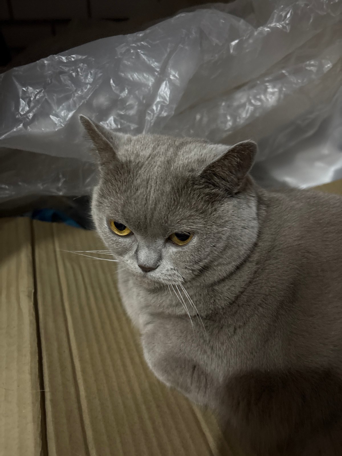 Quiet evening moments with pets and street life in Izhevsk