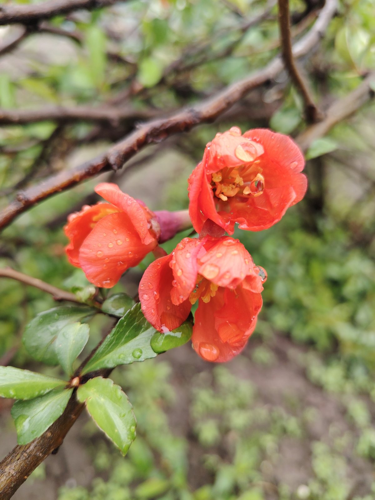 Spring garden blooms documented after morning rain