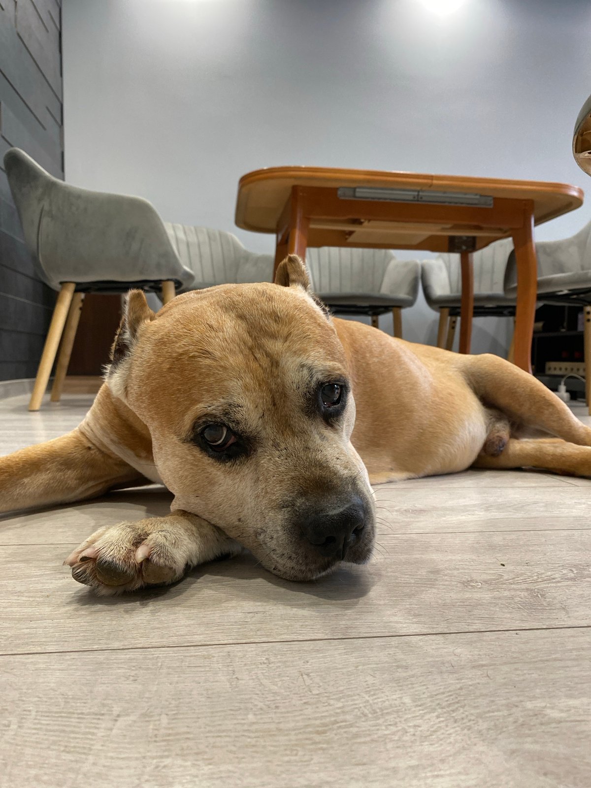 Lazy morning at home in Pleven with a dog and tattoos