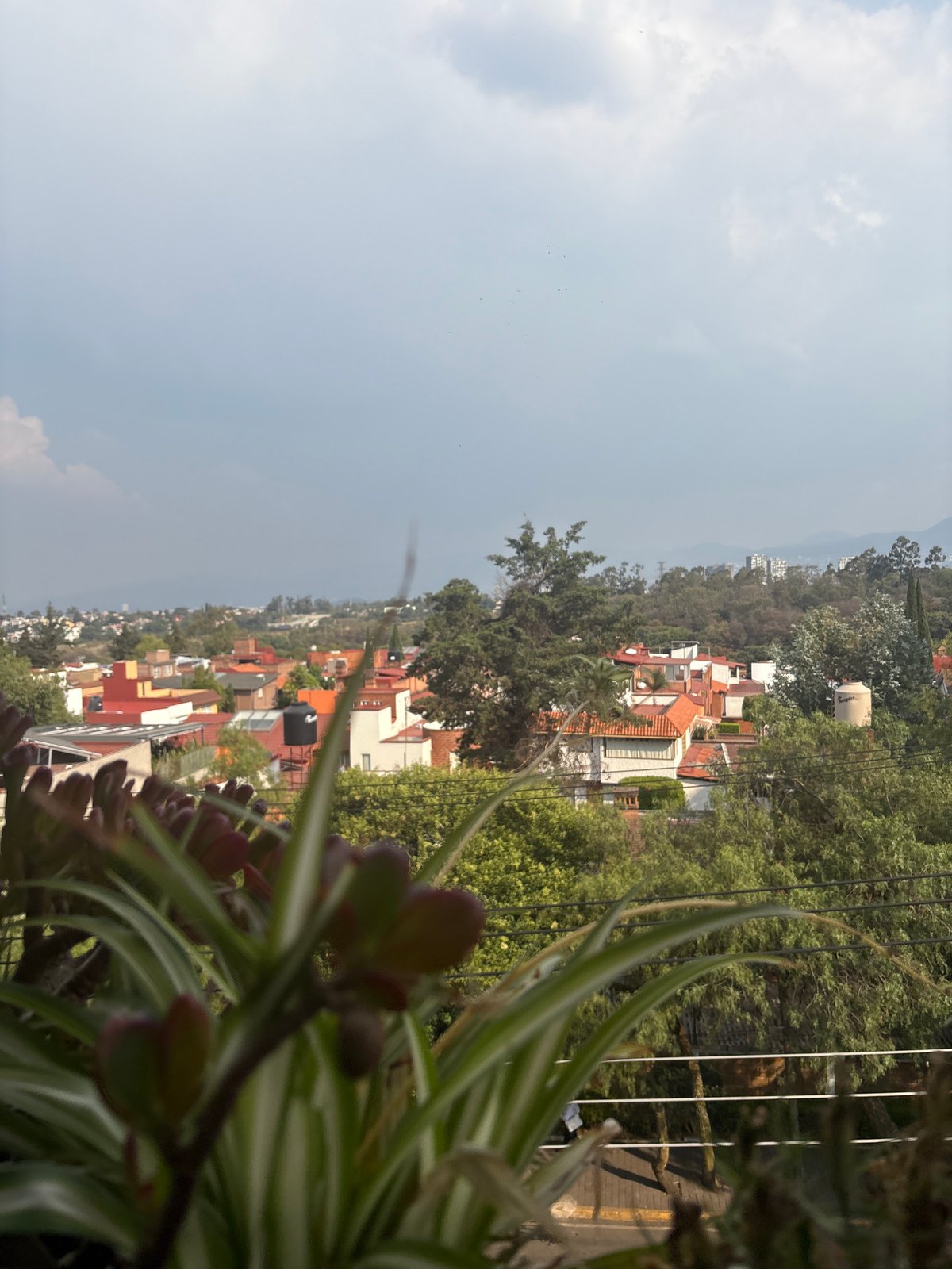 Mexico City resident captures balcony garden and wall art