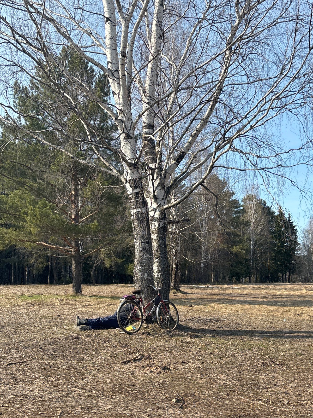 Person with bicycle spotted near birch tree in Chaikovsky park