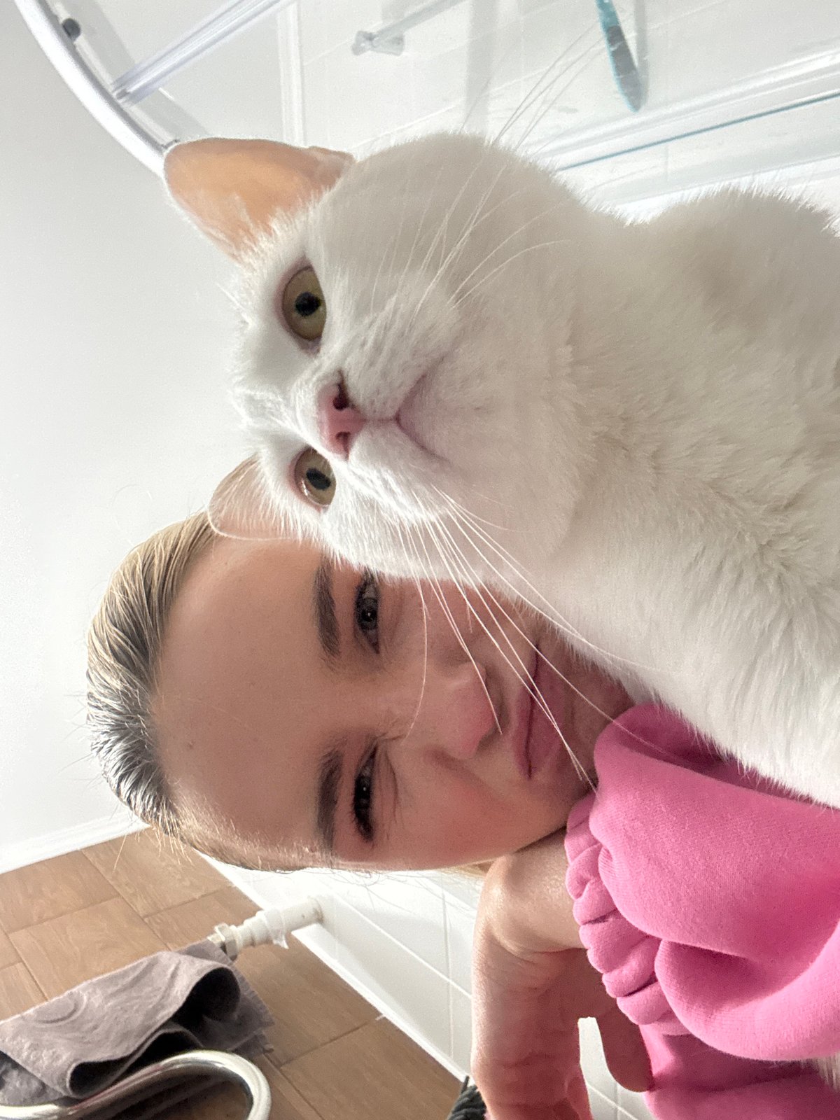 Person in pink sweatshirt plays with white cat indoors