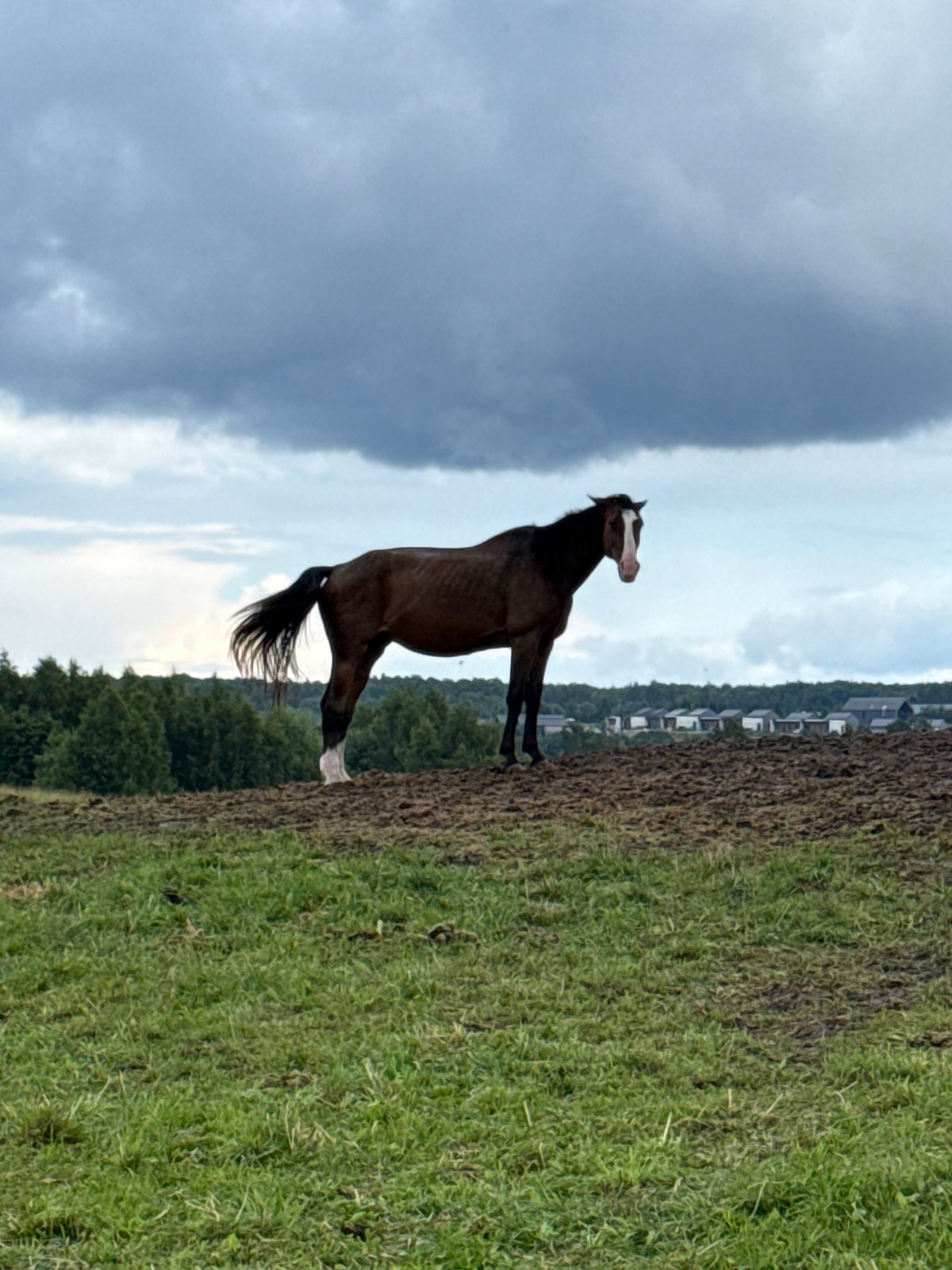 Horses in a muddy Lithuanian field, plus chanterelles and daisies