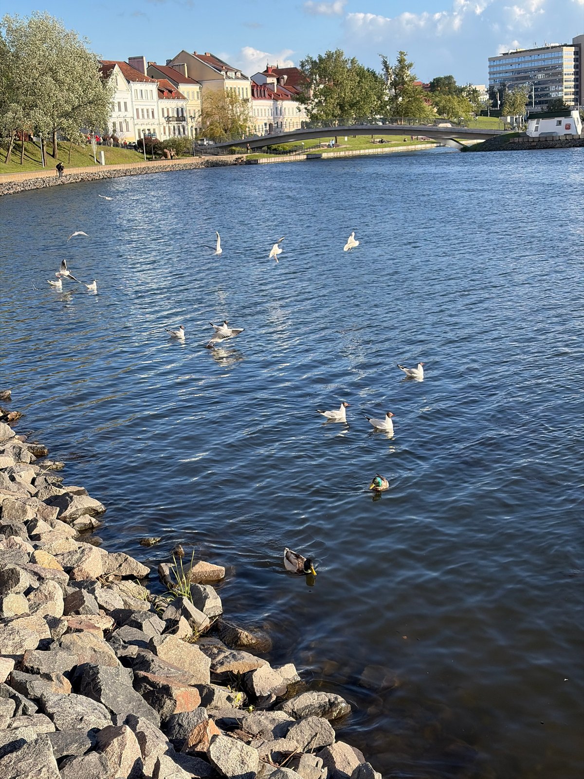 Birds gather along Minsk's Svislach River on sunny afternoon