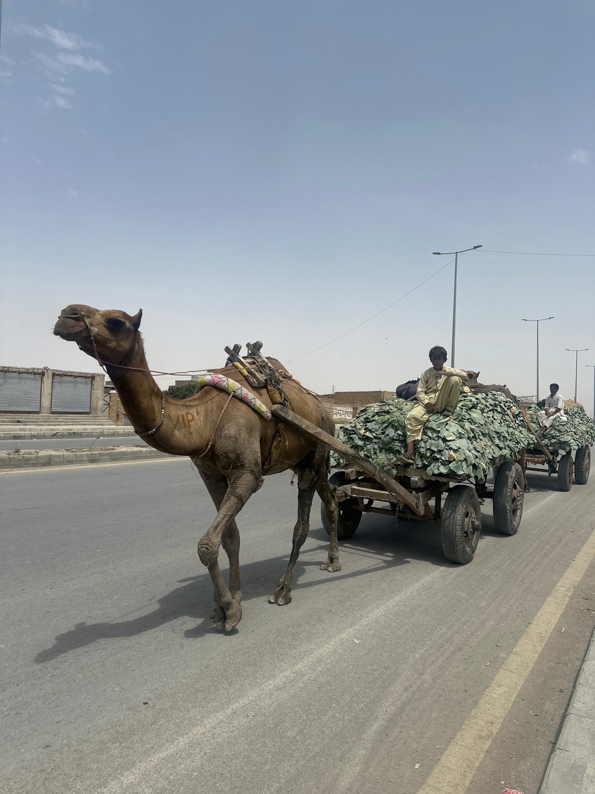 Camel cart hauling fresh produce through Quetta streets