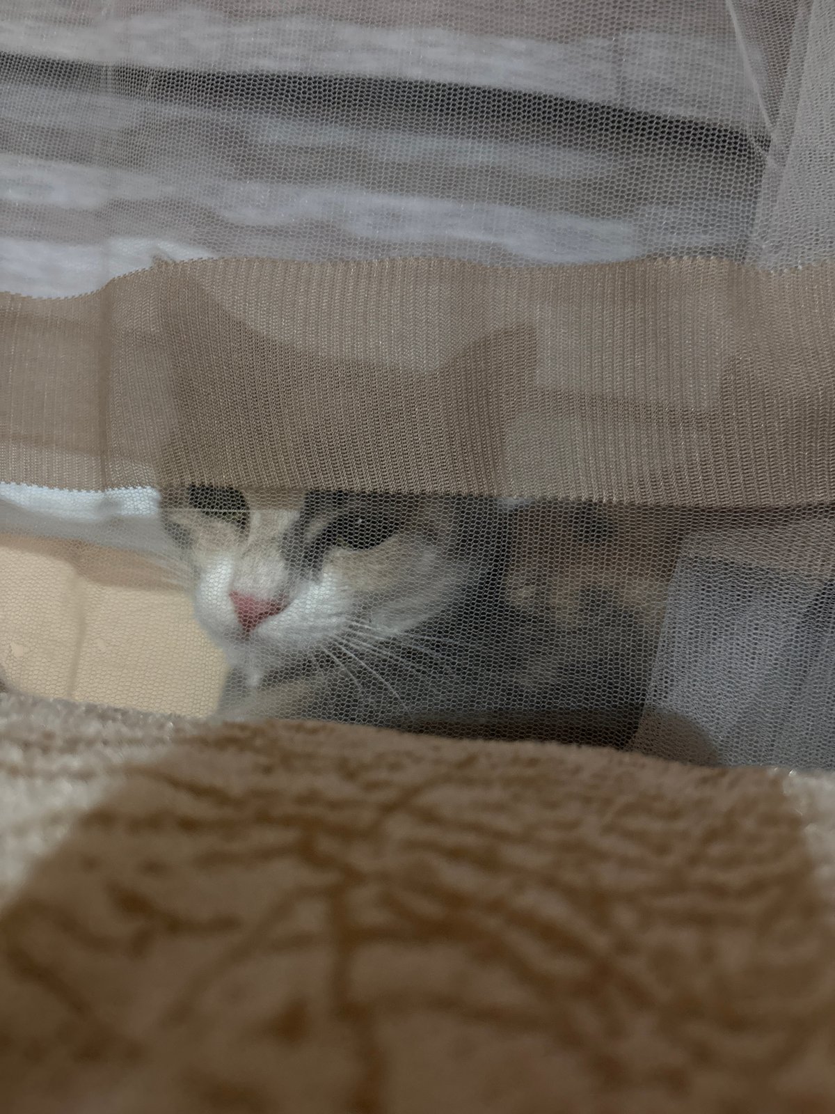 Cats observed in Bulgarian home during evening hours