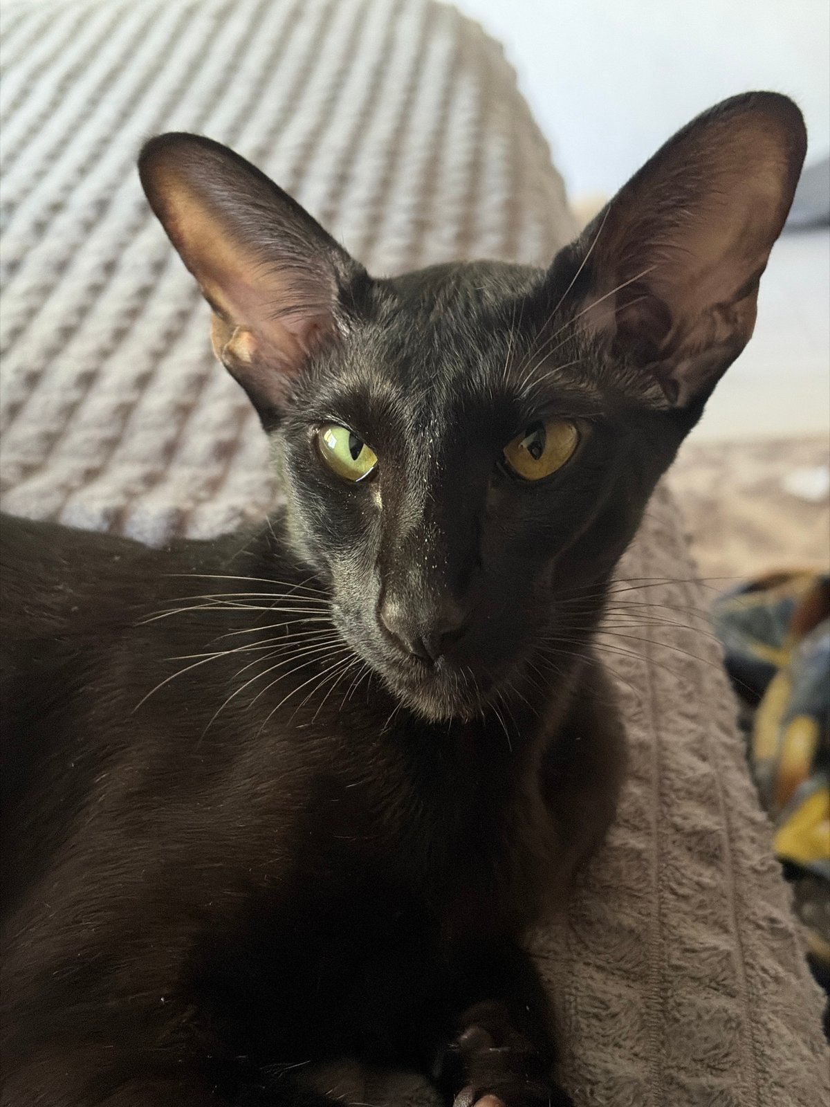 Laid-back afternoon at home with a black cat and snacks