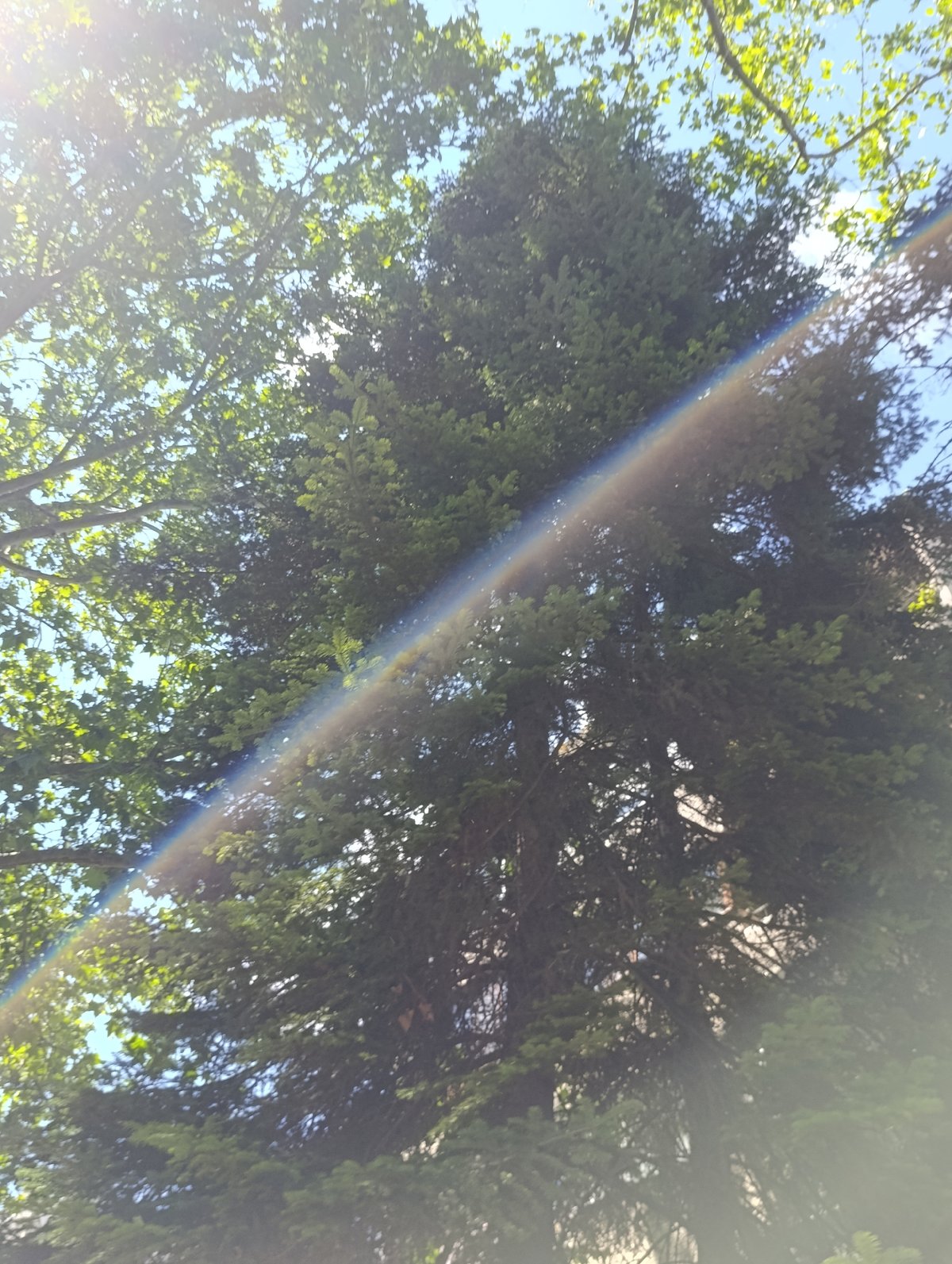 Witness documents sky views through trees in Razgrad
