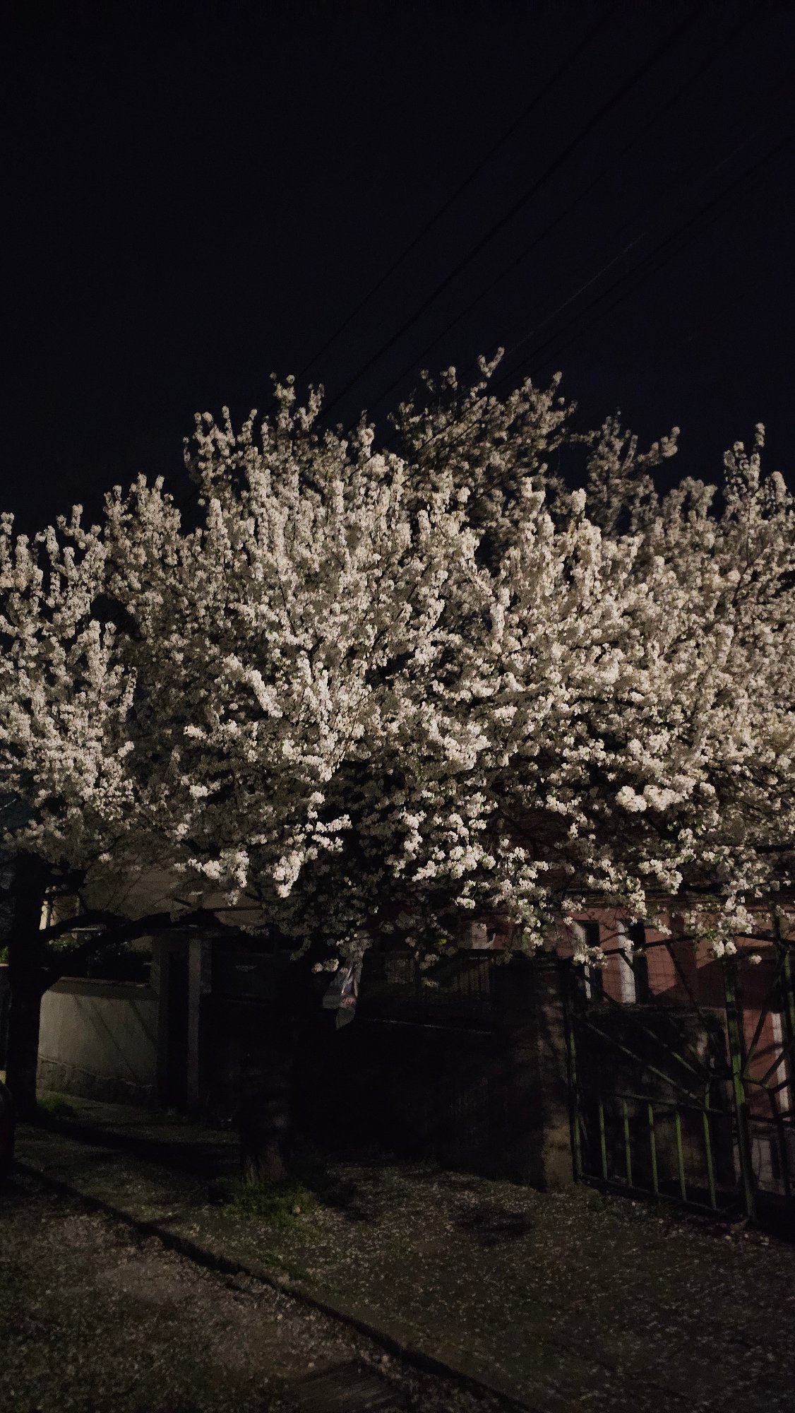 Nighttime blossoming tree photographed in Karlovo, Bulgaria
