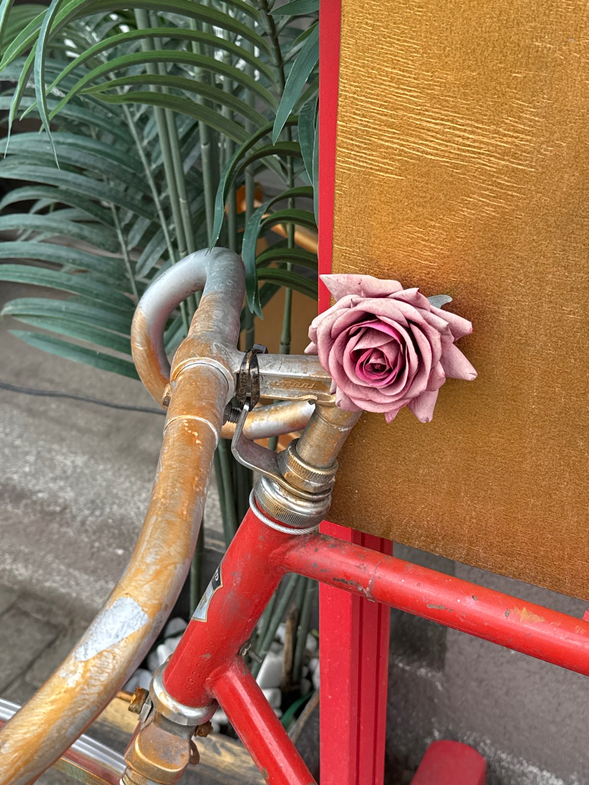 Summer flowers and city scenes documented in Minsk