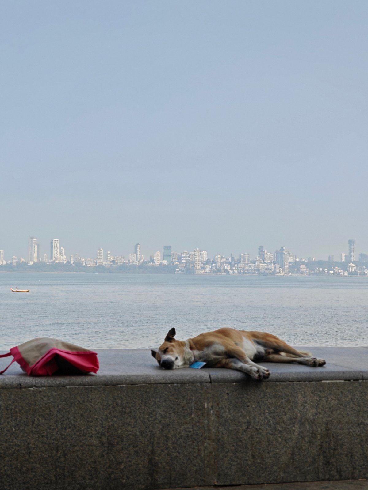 Dog sleeps on coastal wall in Mumbai morning