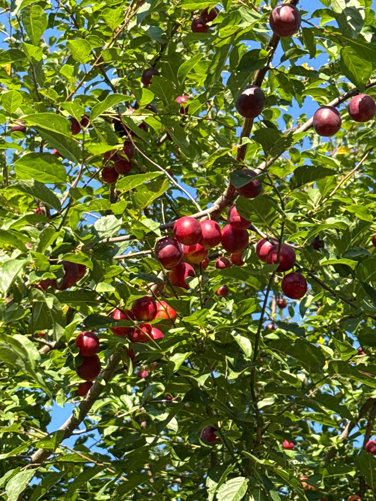 Ripe berries and plums spotted up close on leafy branches