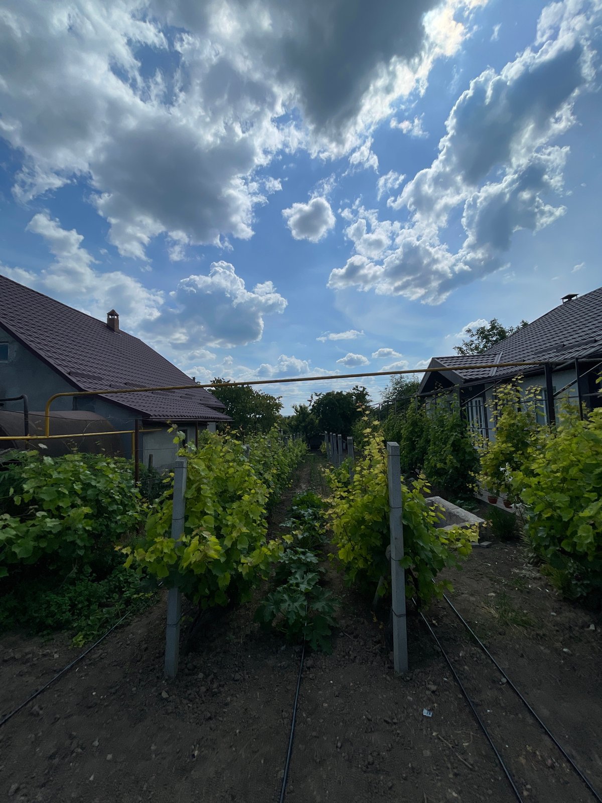 Rural Moldovan smallholding in full summer season