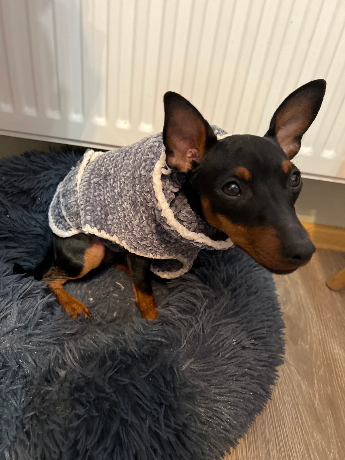 Small dog in sweater rests on bed in Saint Petersburg