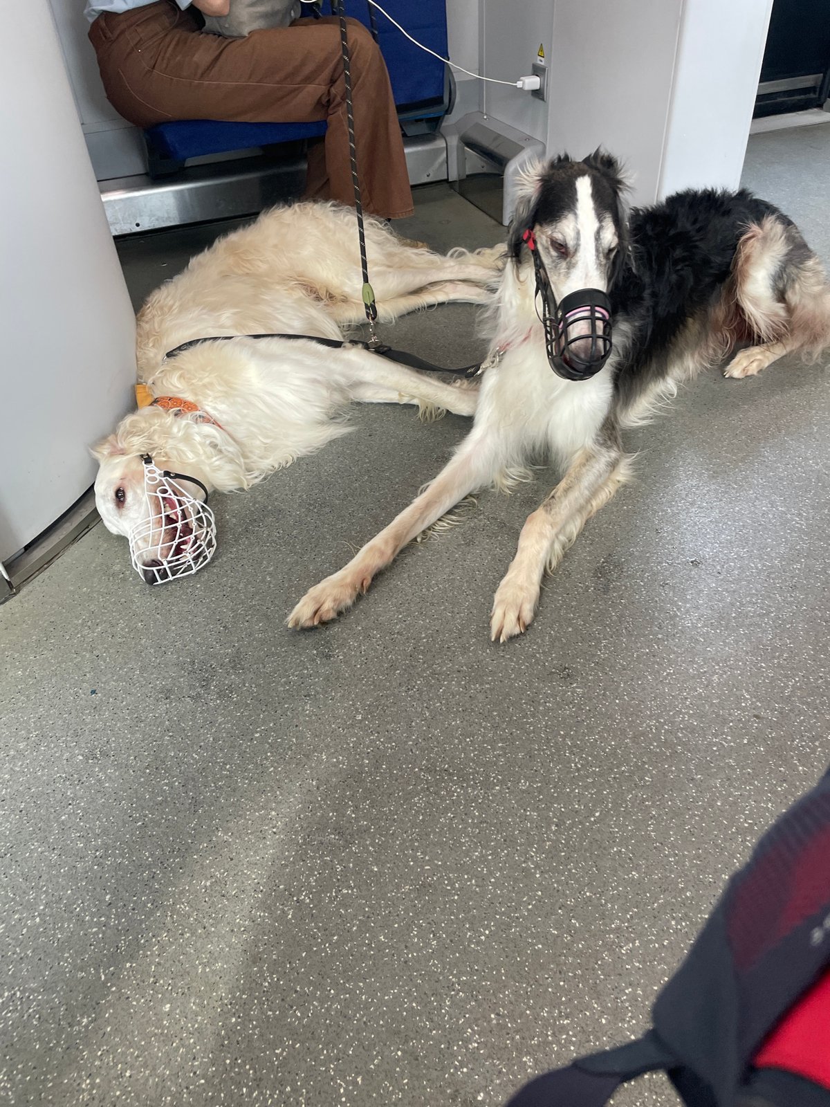 Two muzzled Borzois resting on a Moscow transit floor